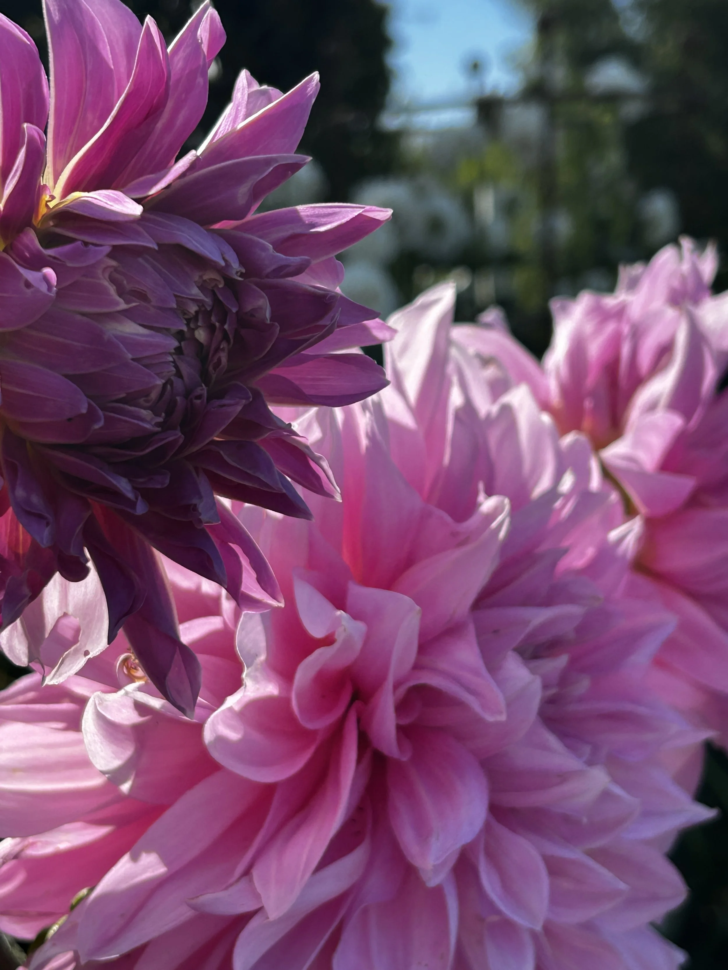 dahlia lavender perfection.JPG