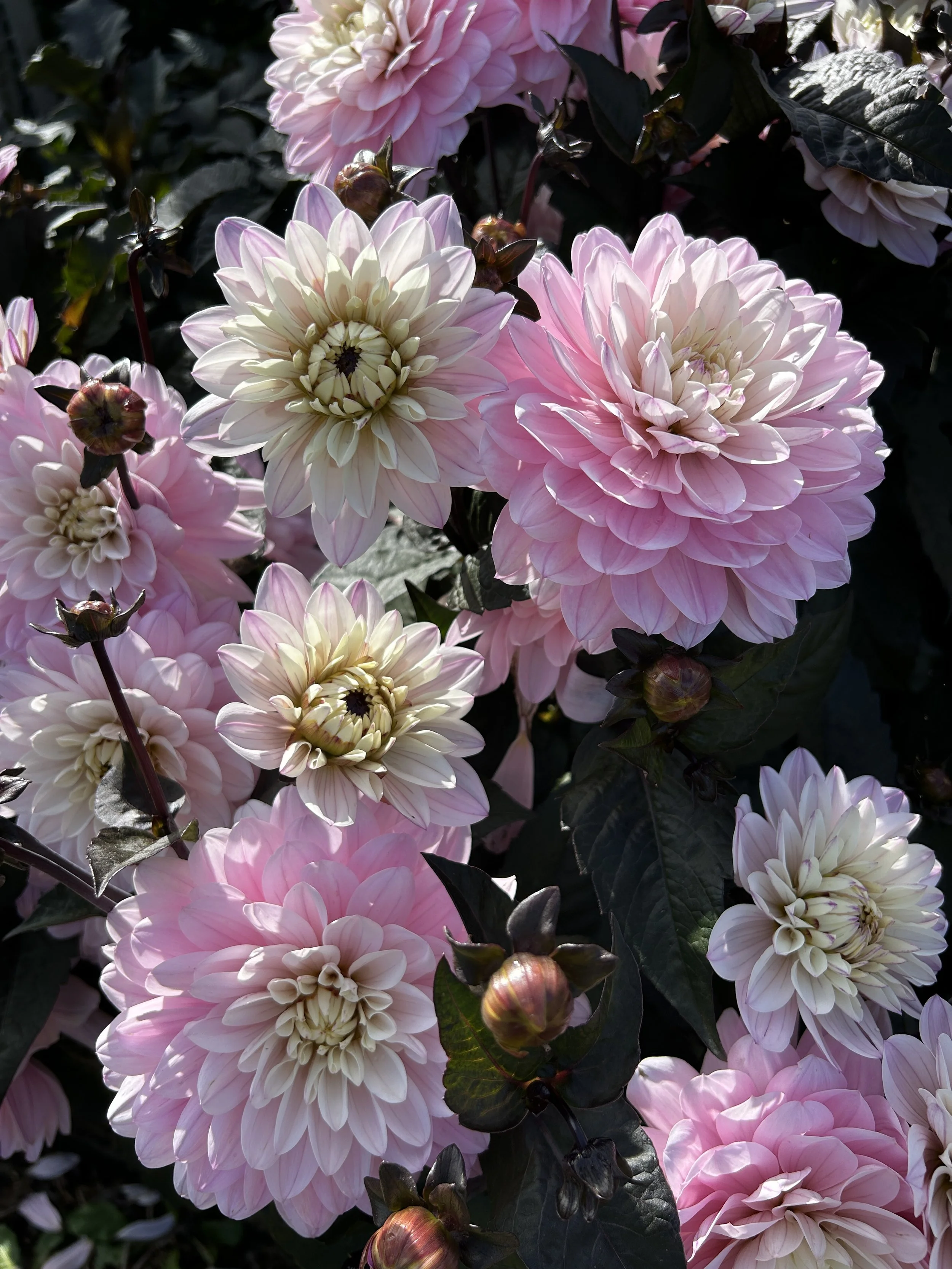 dahlia melody harmony1.JPG