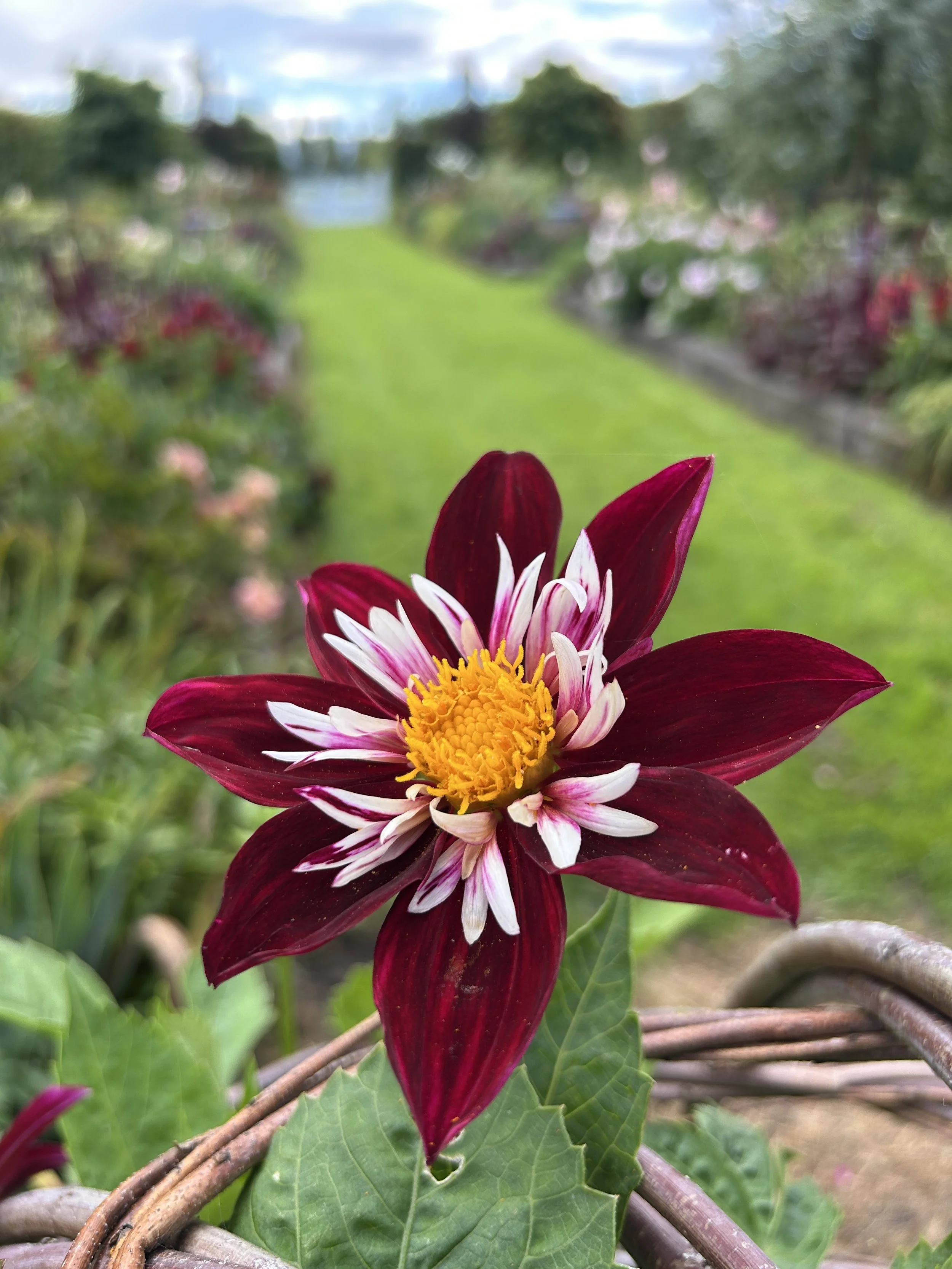 dahlia night butterly.JPG