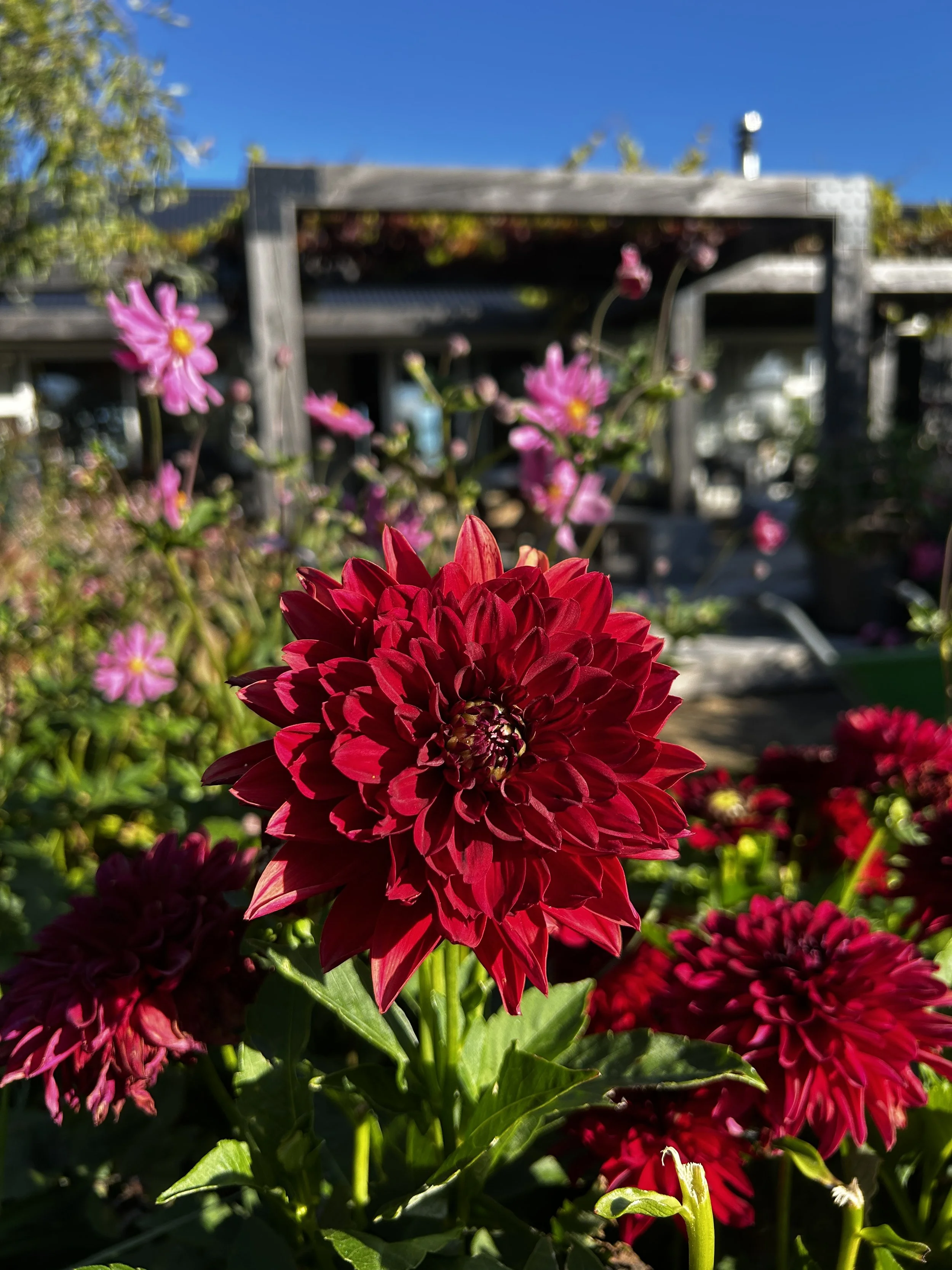 dahlia melody harmony8.JPG