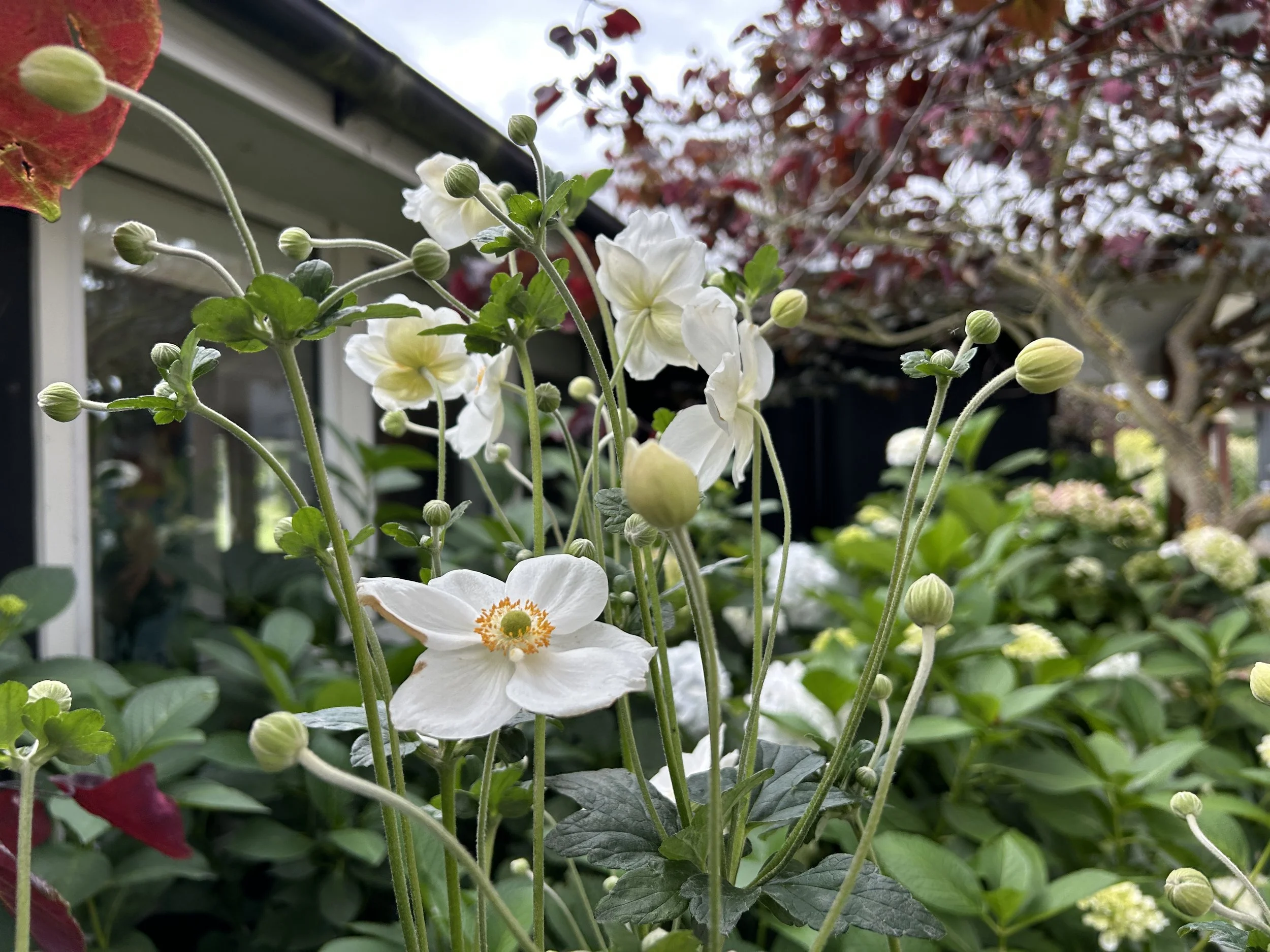 Japanese anemone.JPG