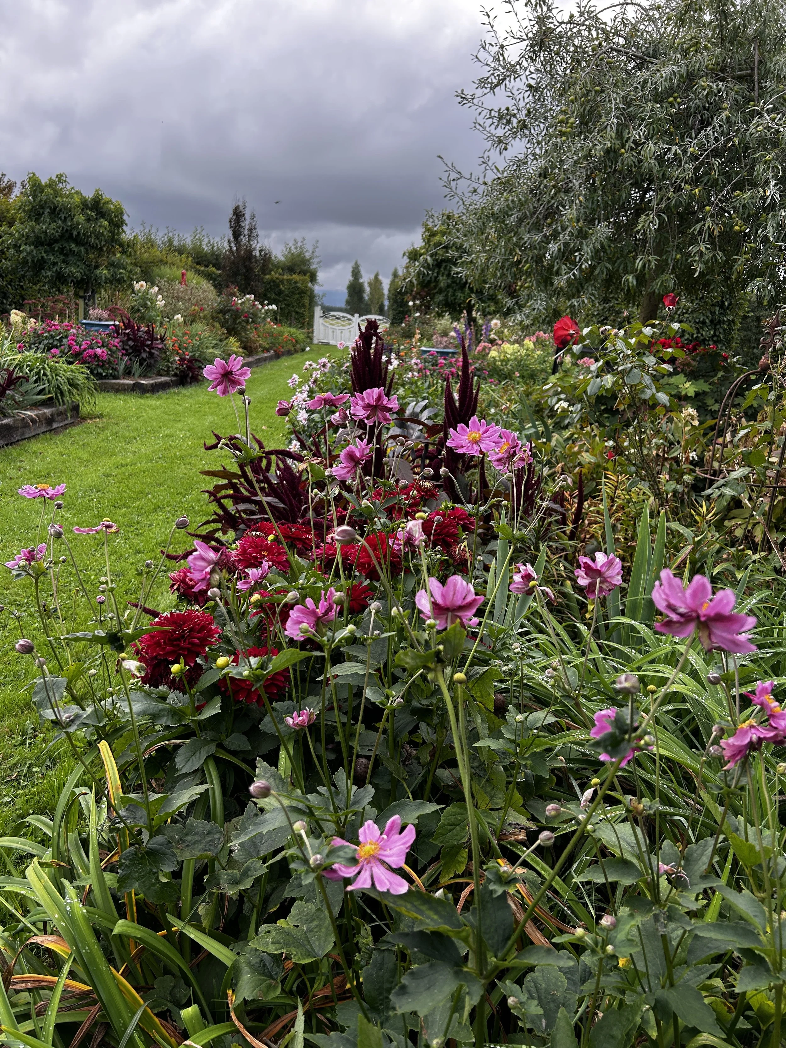 Japanese anemone3.JPG