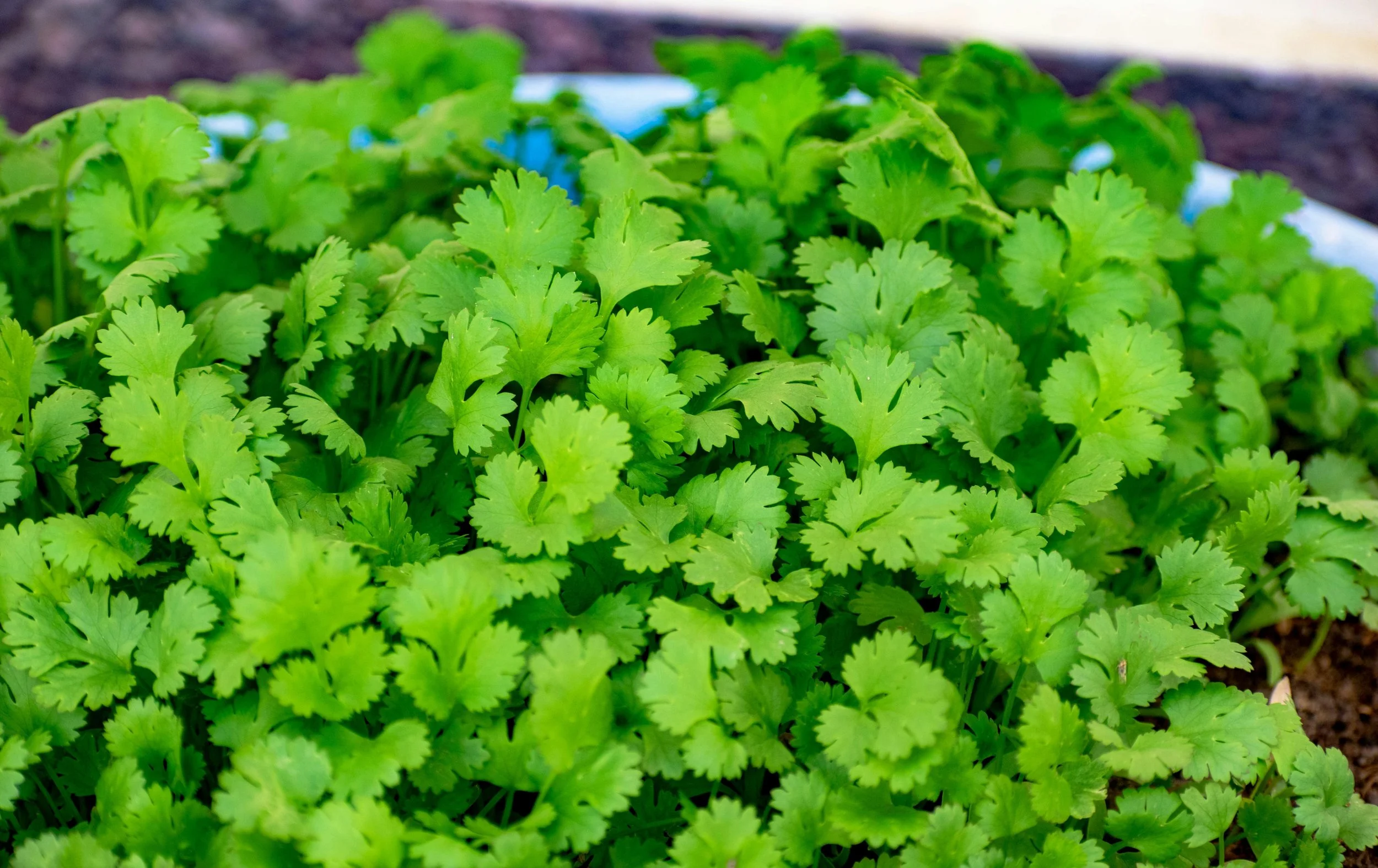 coriander5.jpg