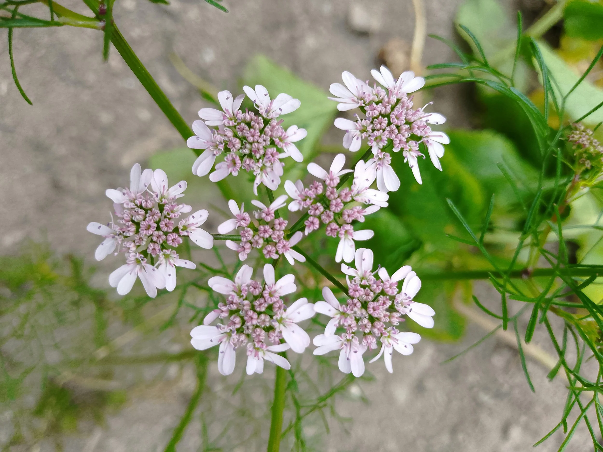 coriander4.jpg
