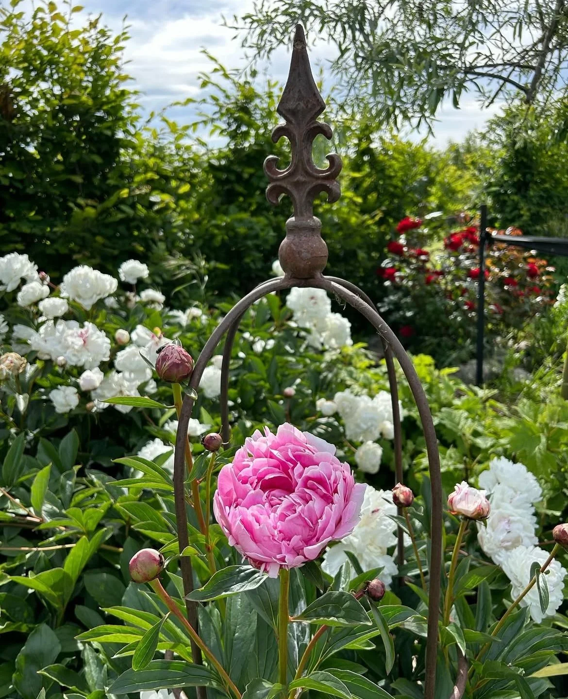 PEONY SUPPORT.jpg
