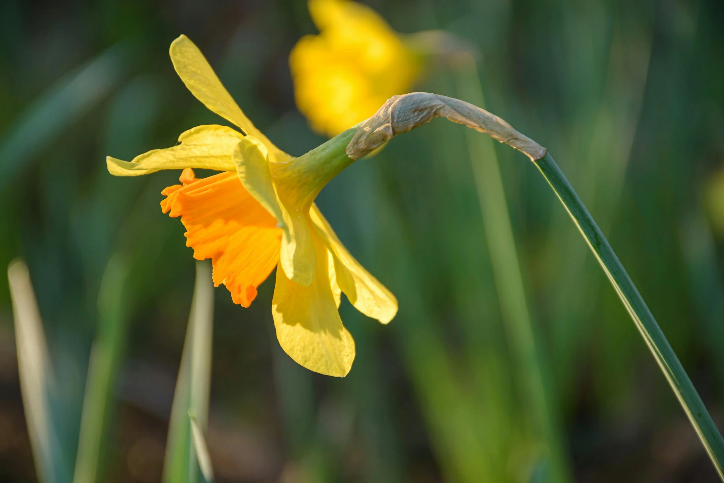 daffodil.jpg