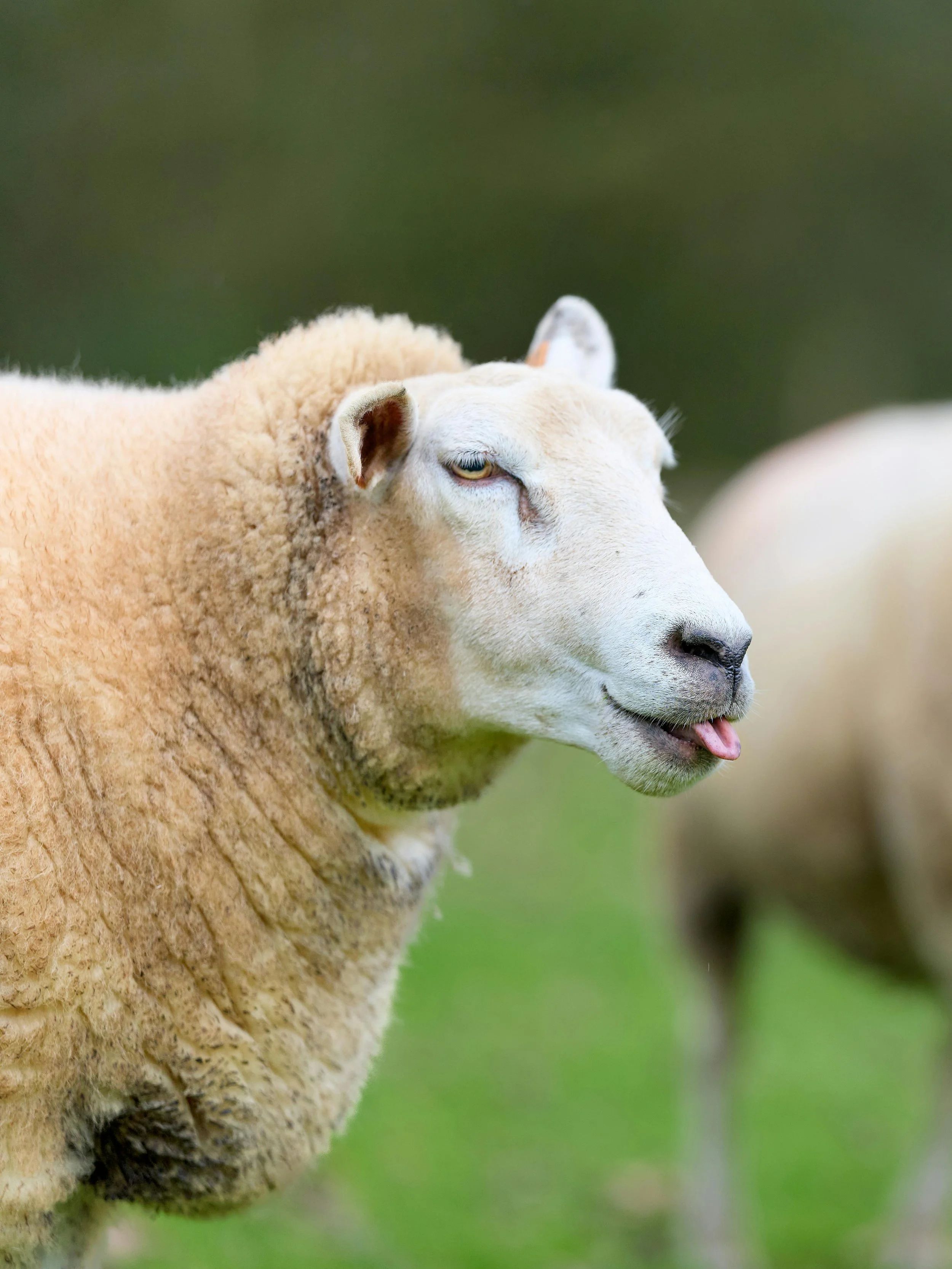 tongue tister.jpg