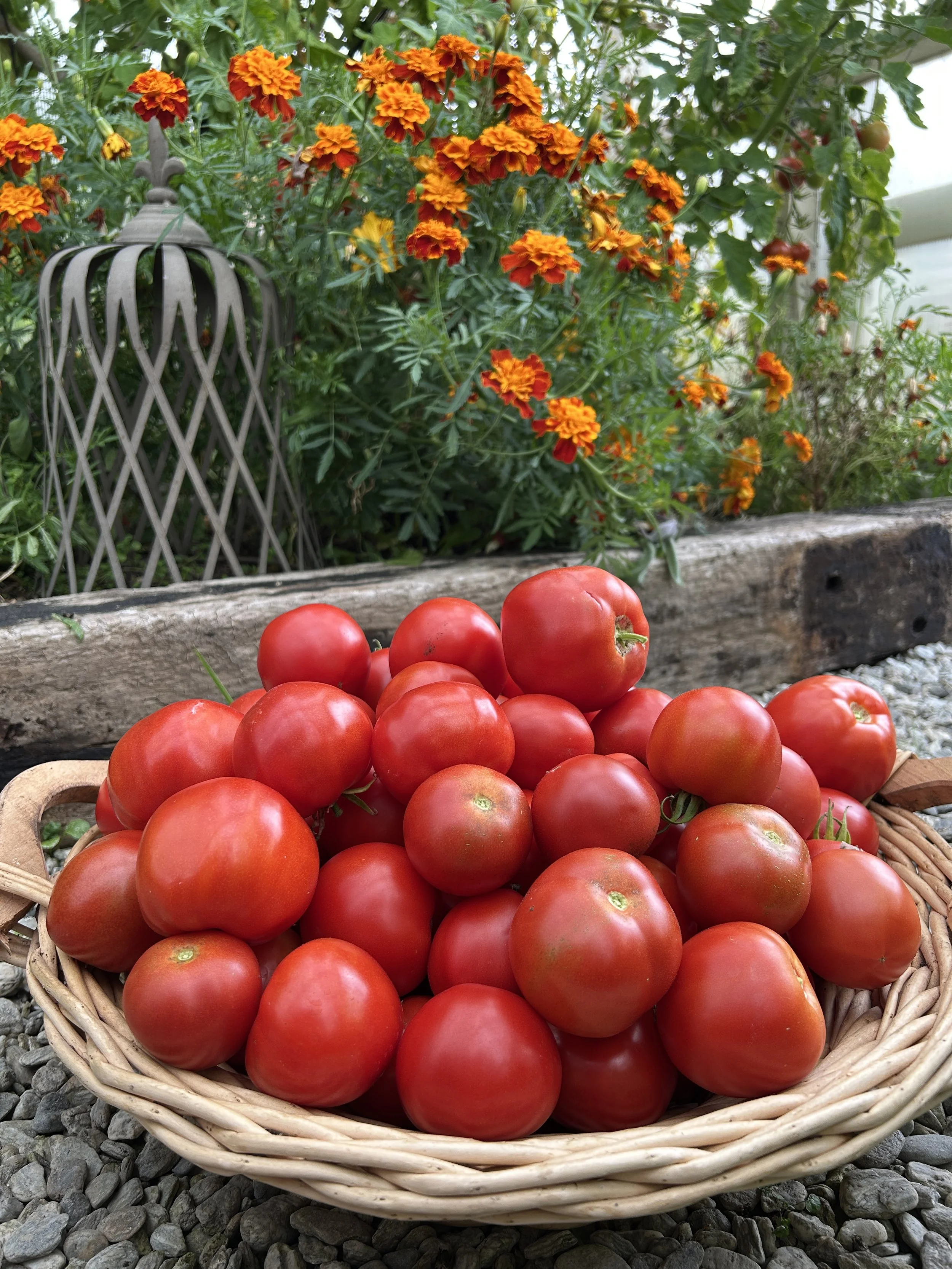 tomatoes.JPG