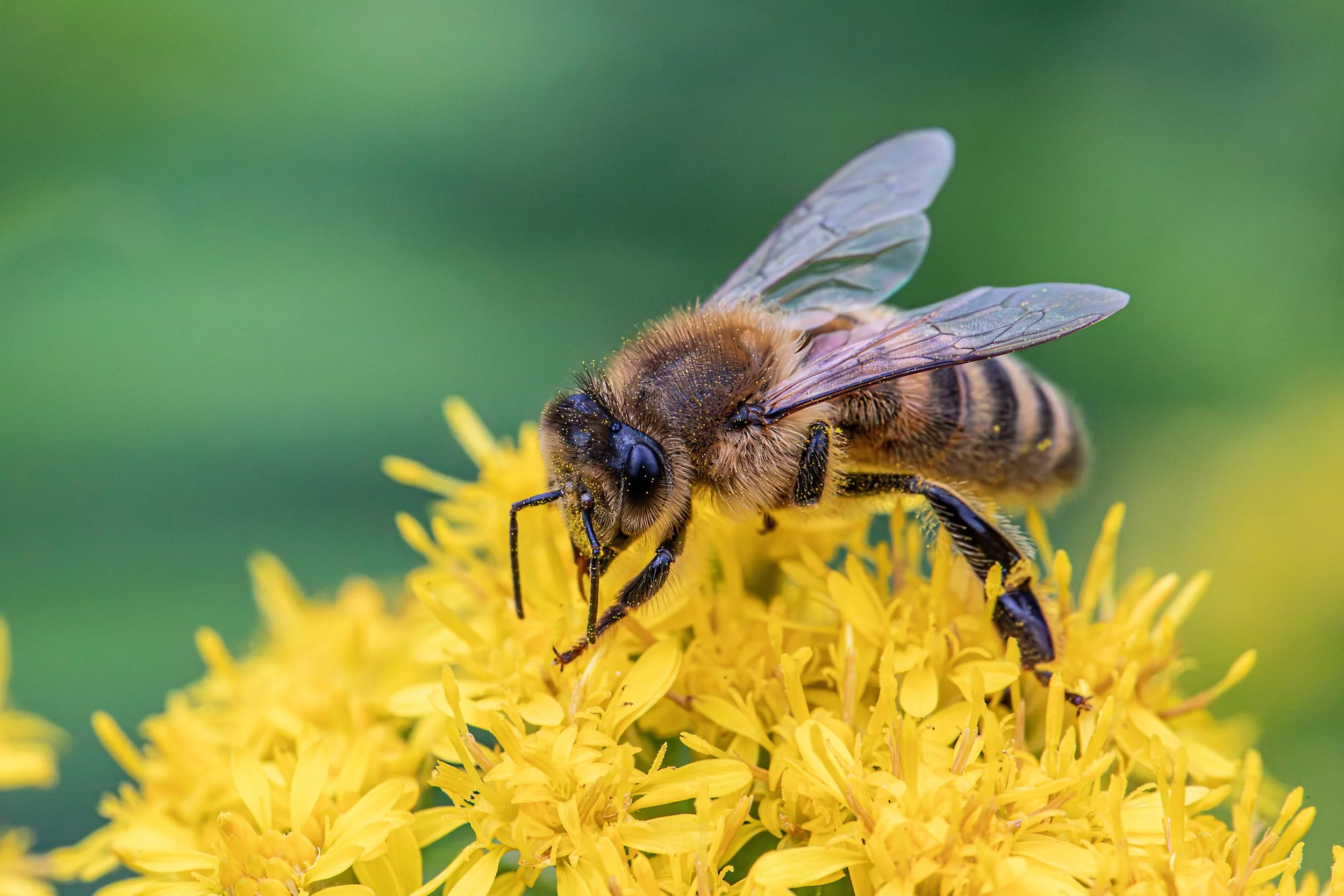 bee.jpg