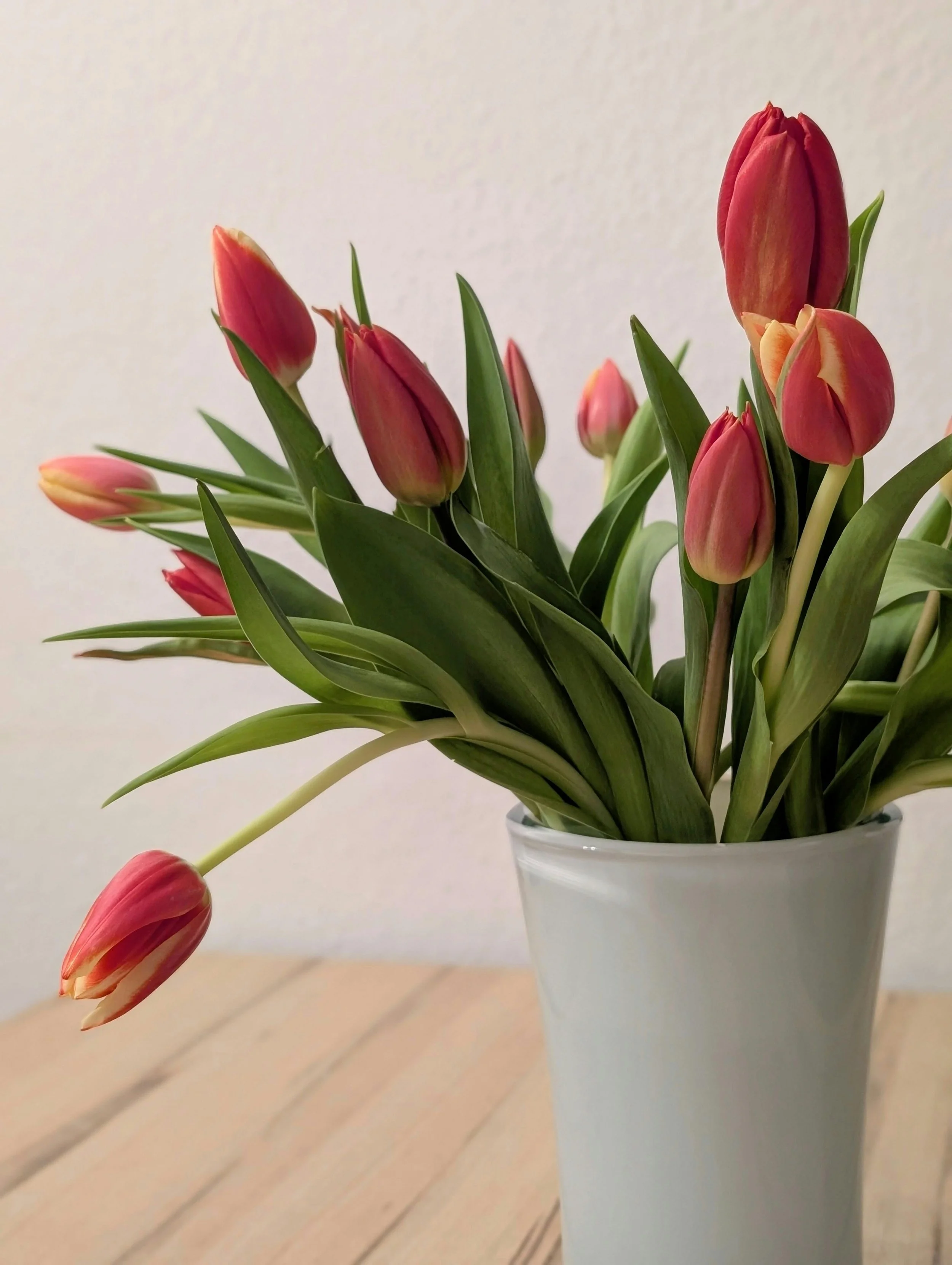 tulips.jpg