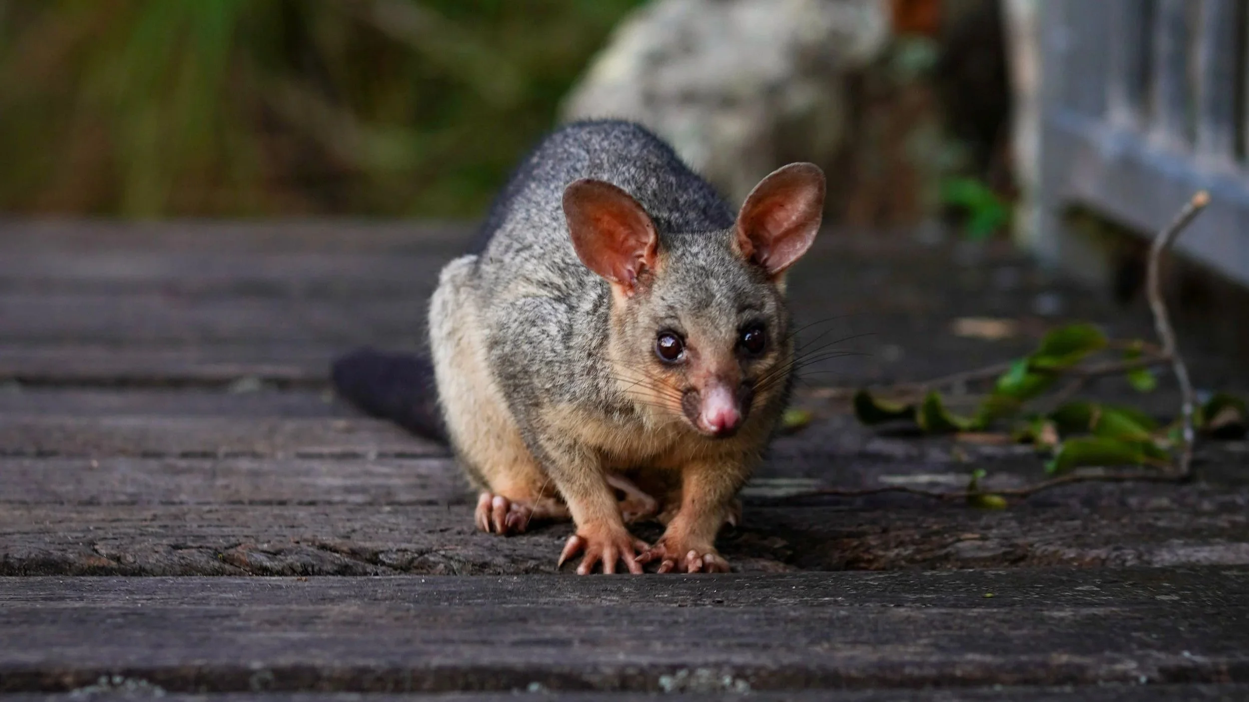 possum1.jpg