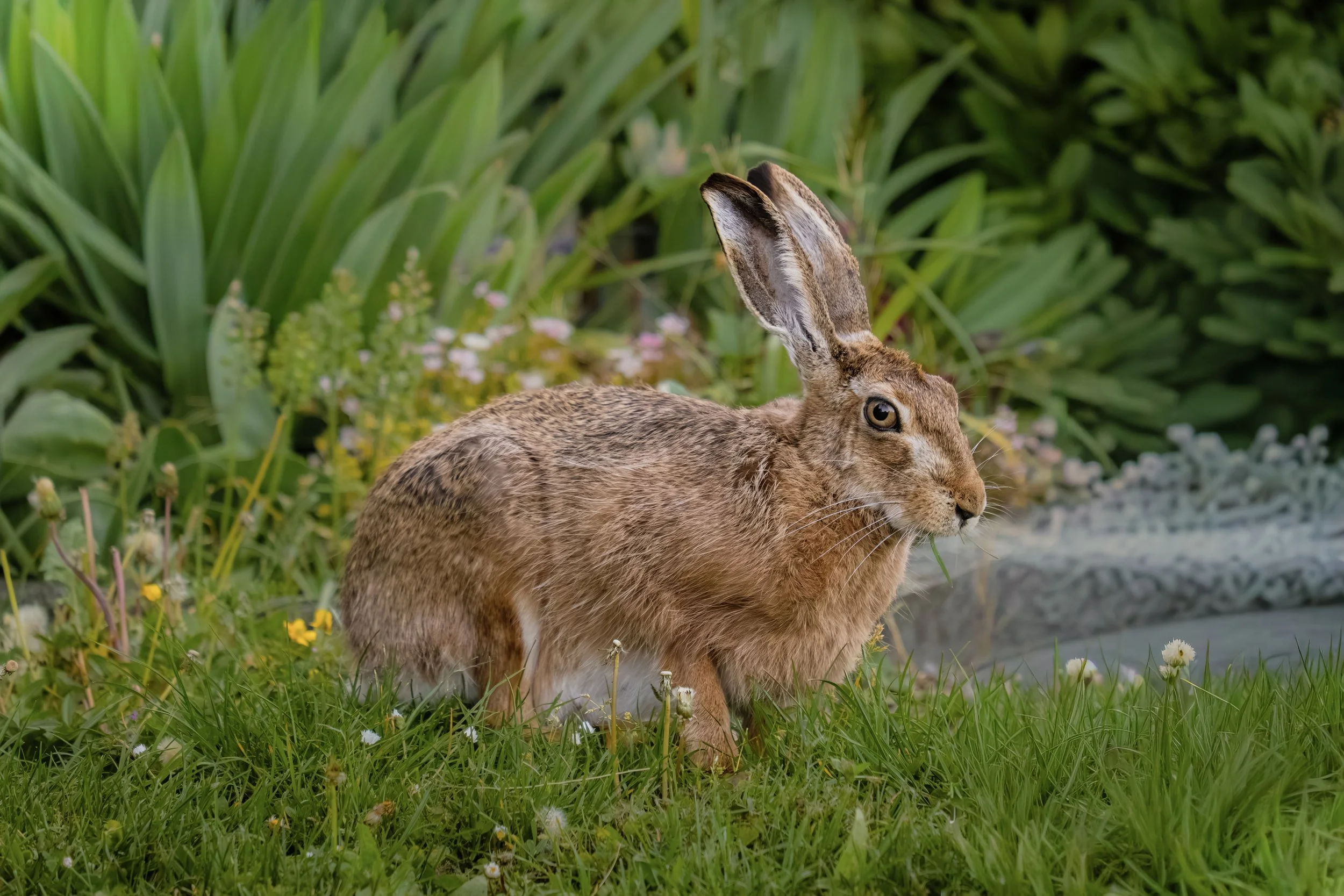 hare.jpg