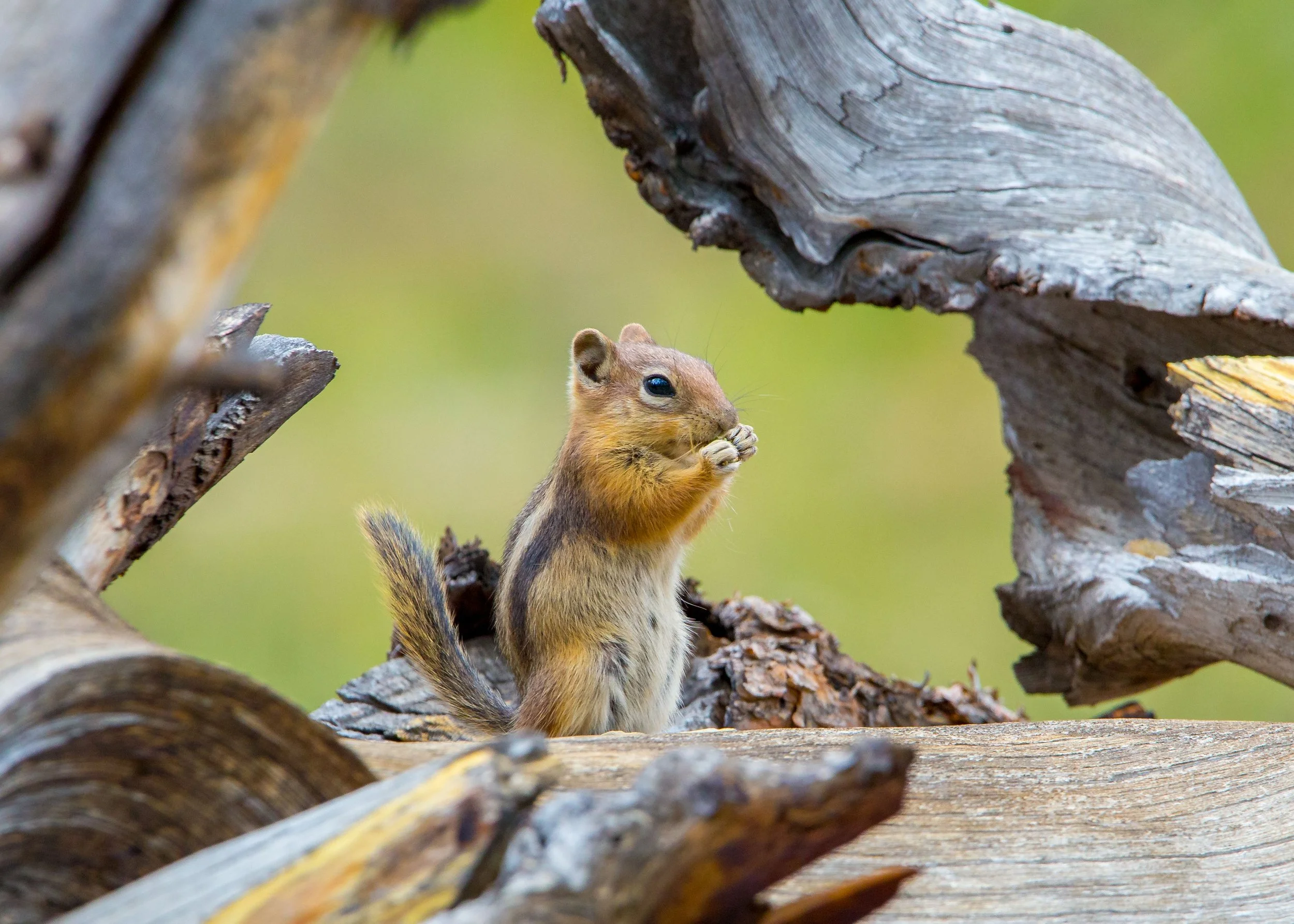 chipmunk.jpg