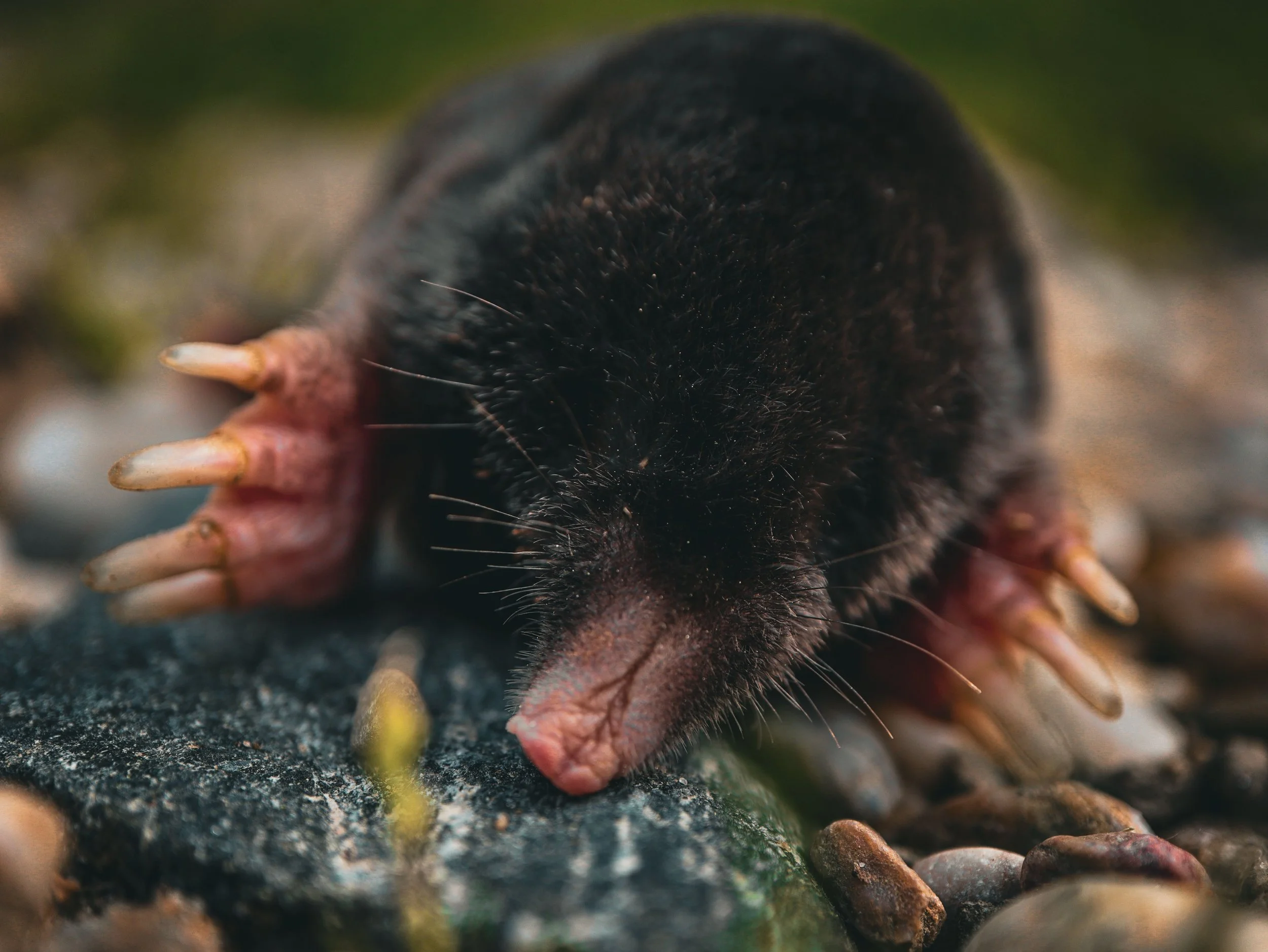 mole.jpg