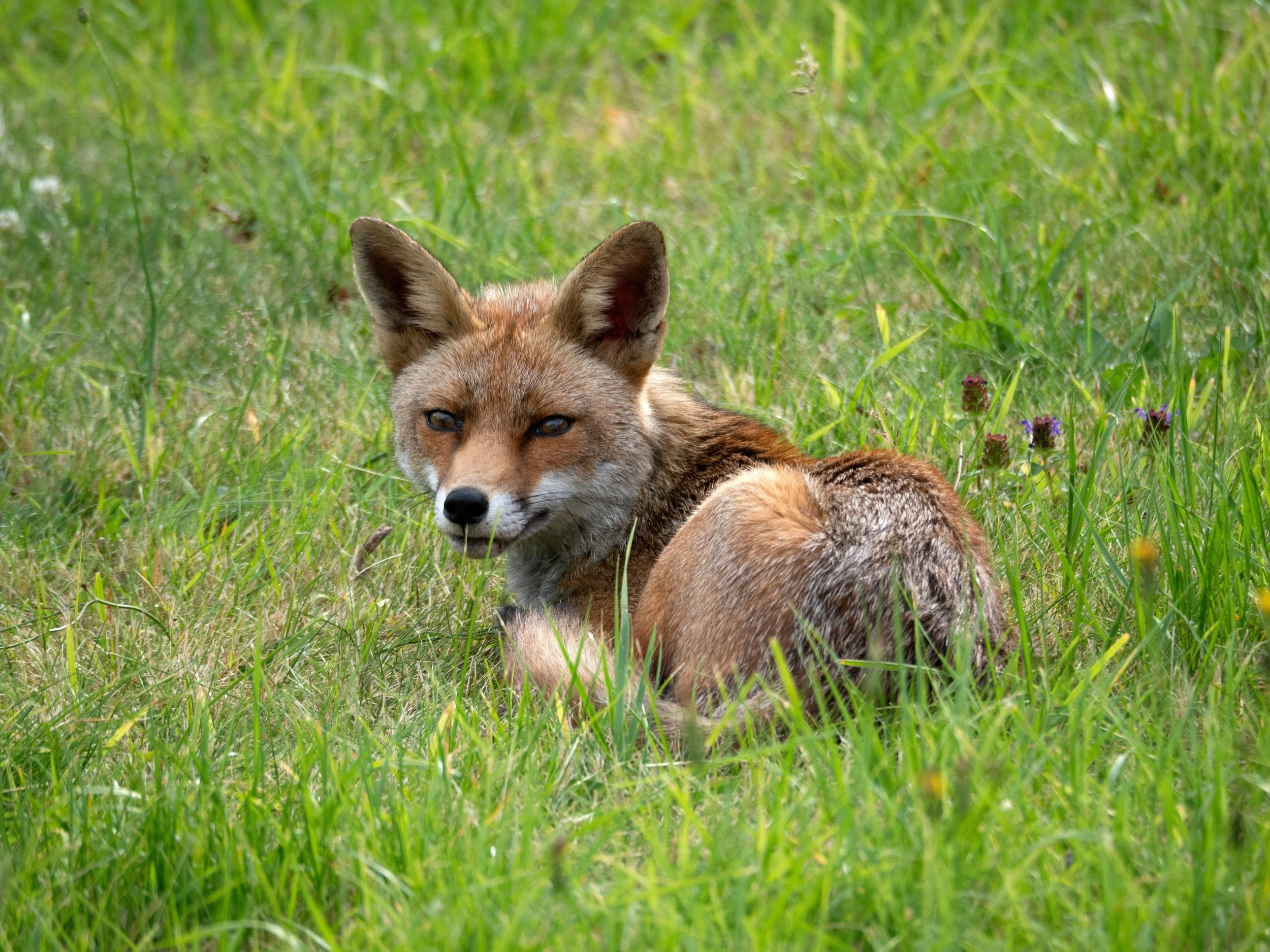 fox.jpg
