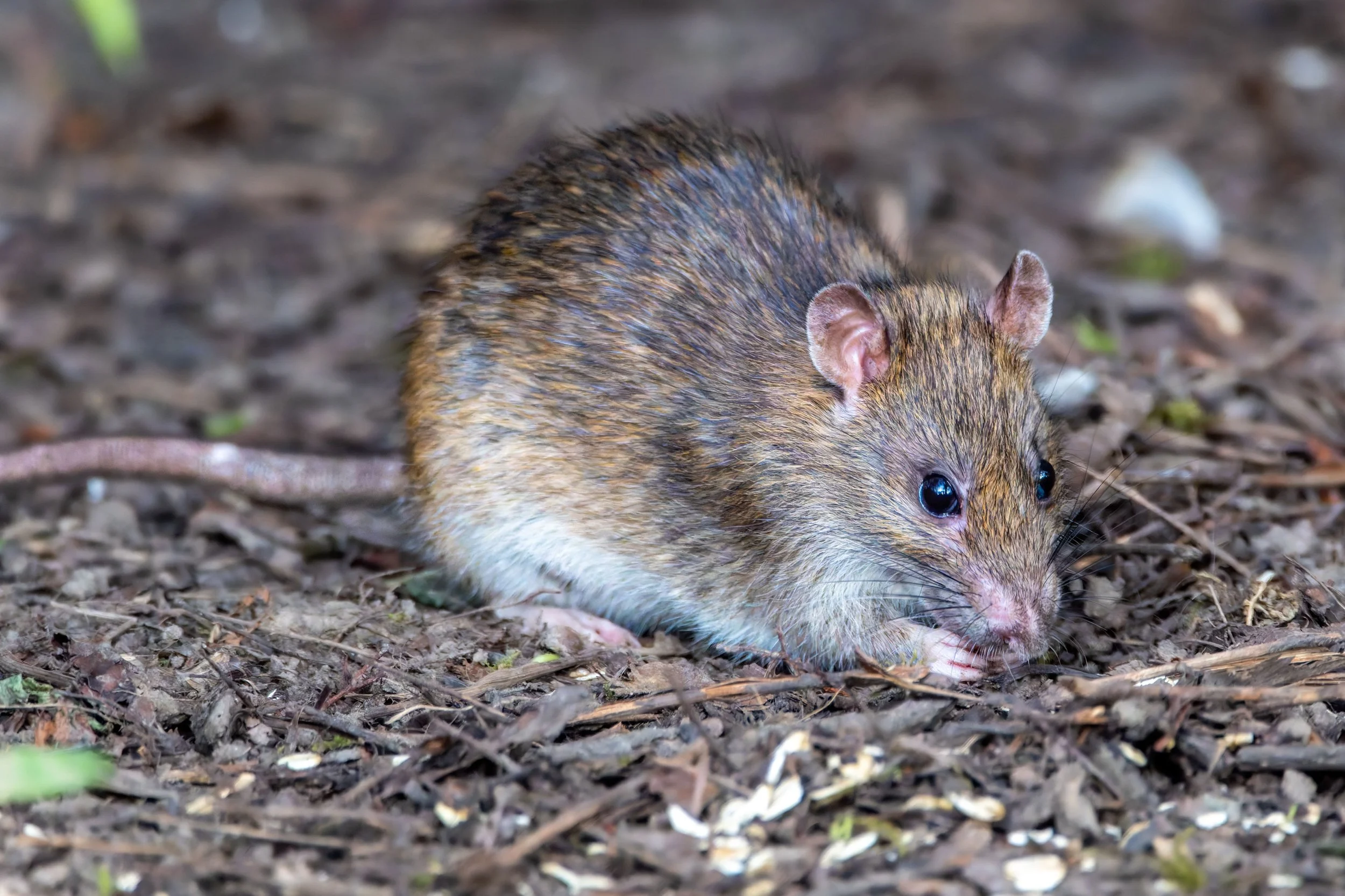 rat.jpg