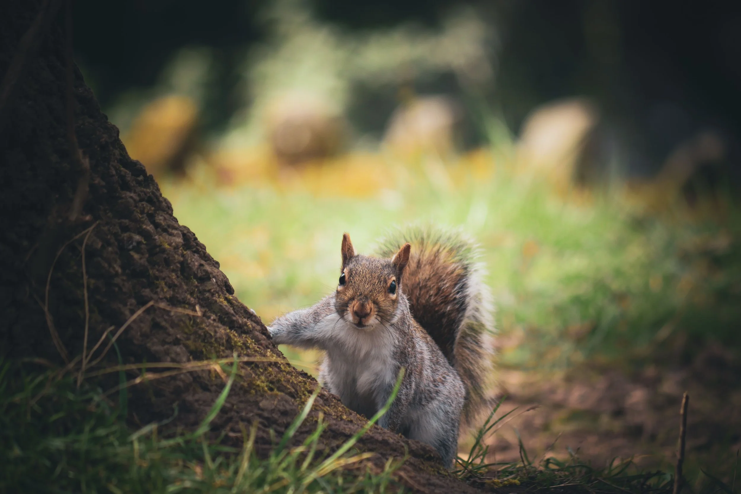 squirrel1.jpg