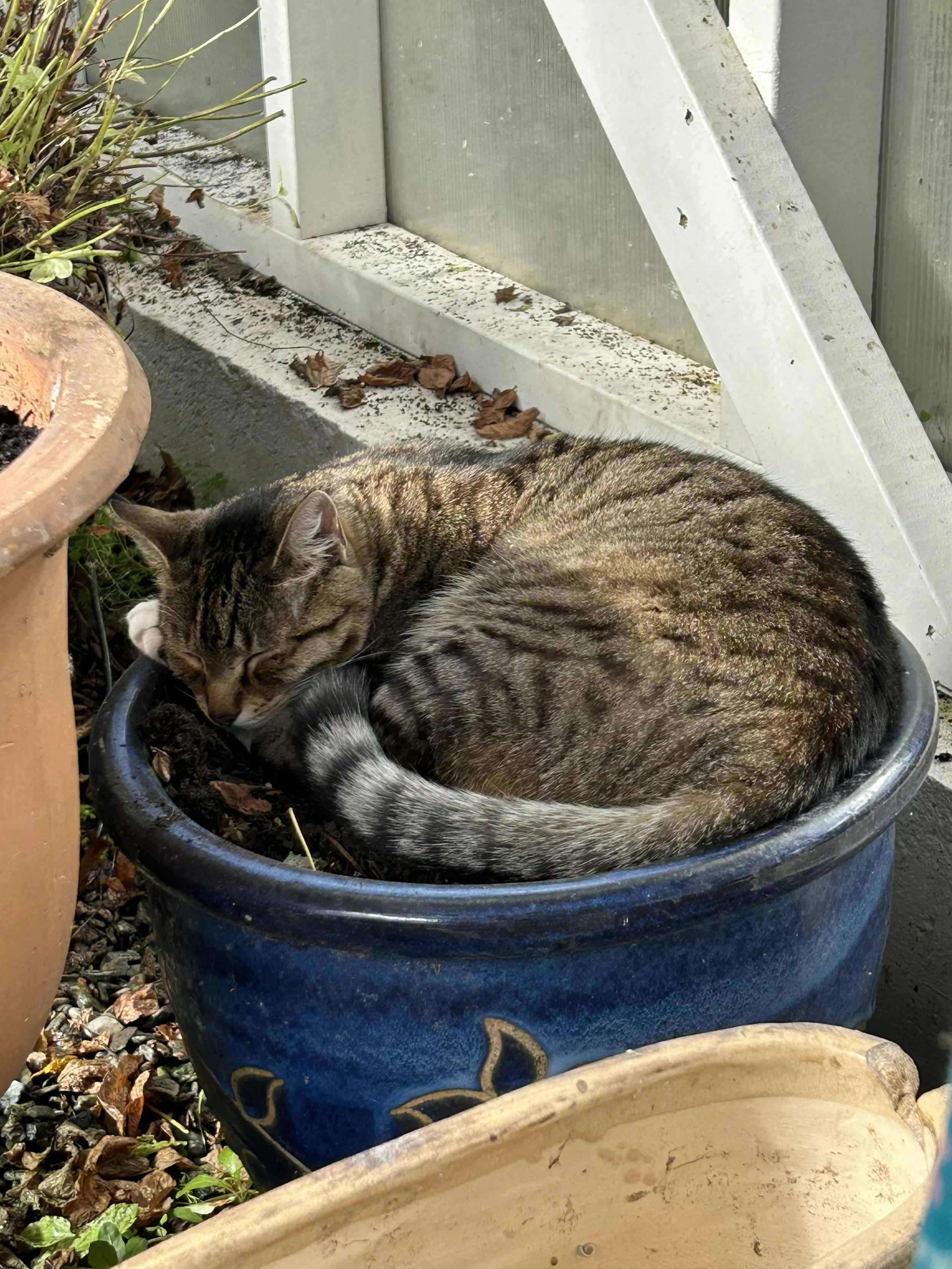 cat.jpg