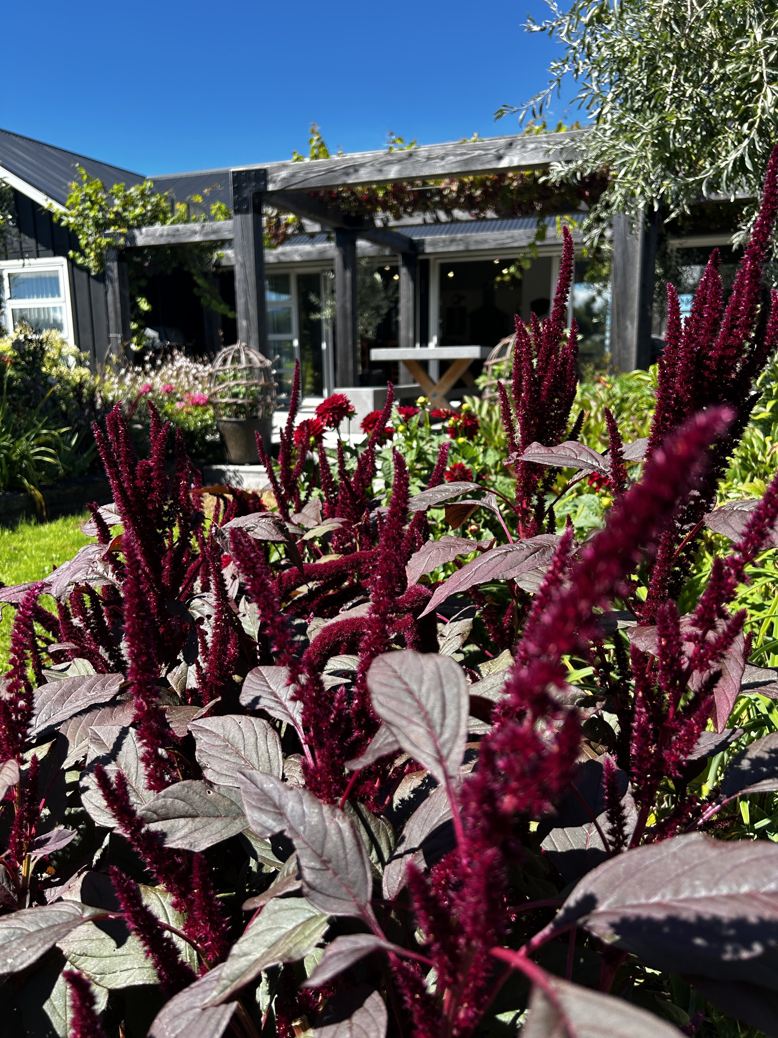 amaranthus5.JPG