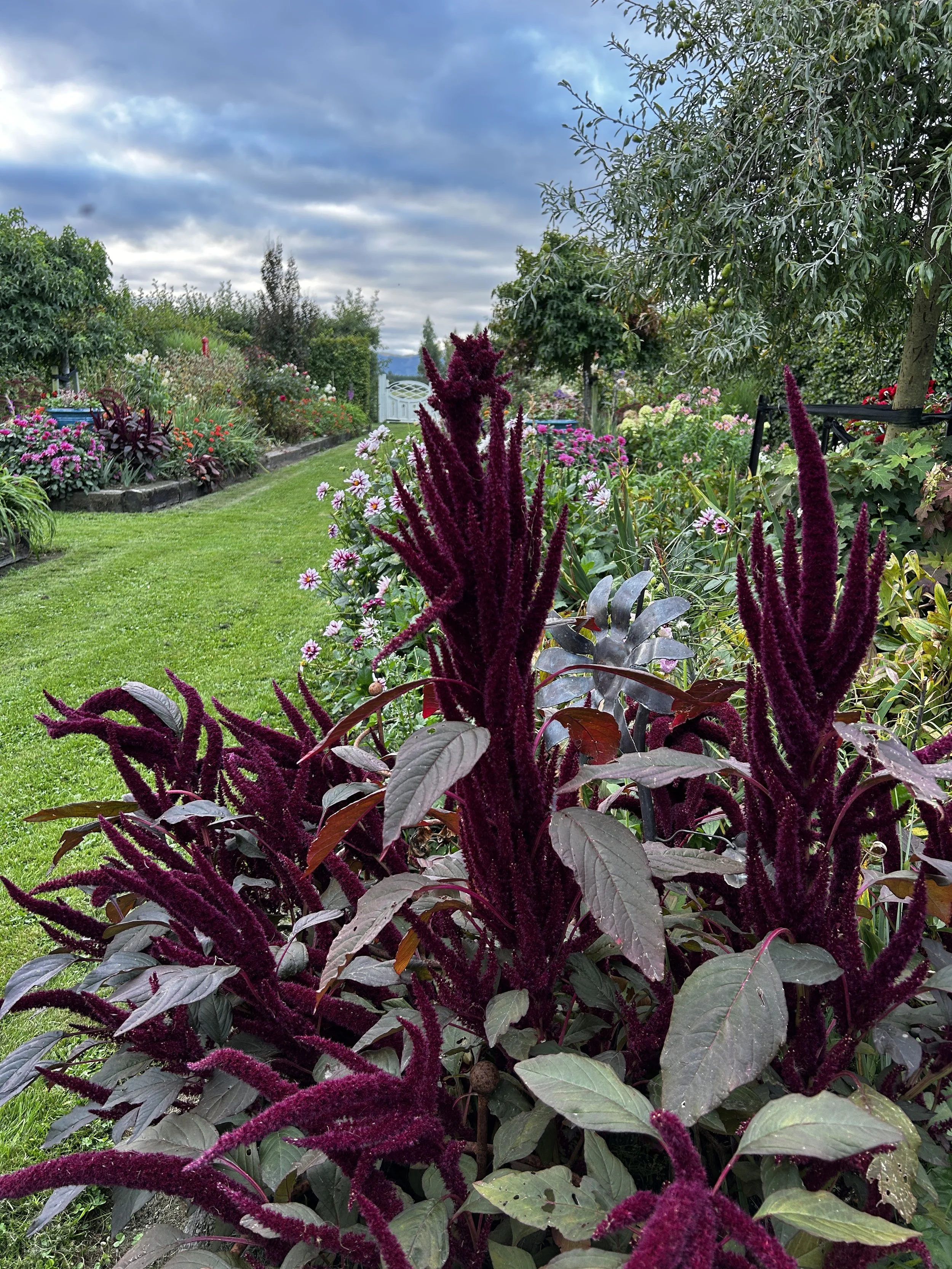 Amaranthus2.JPG