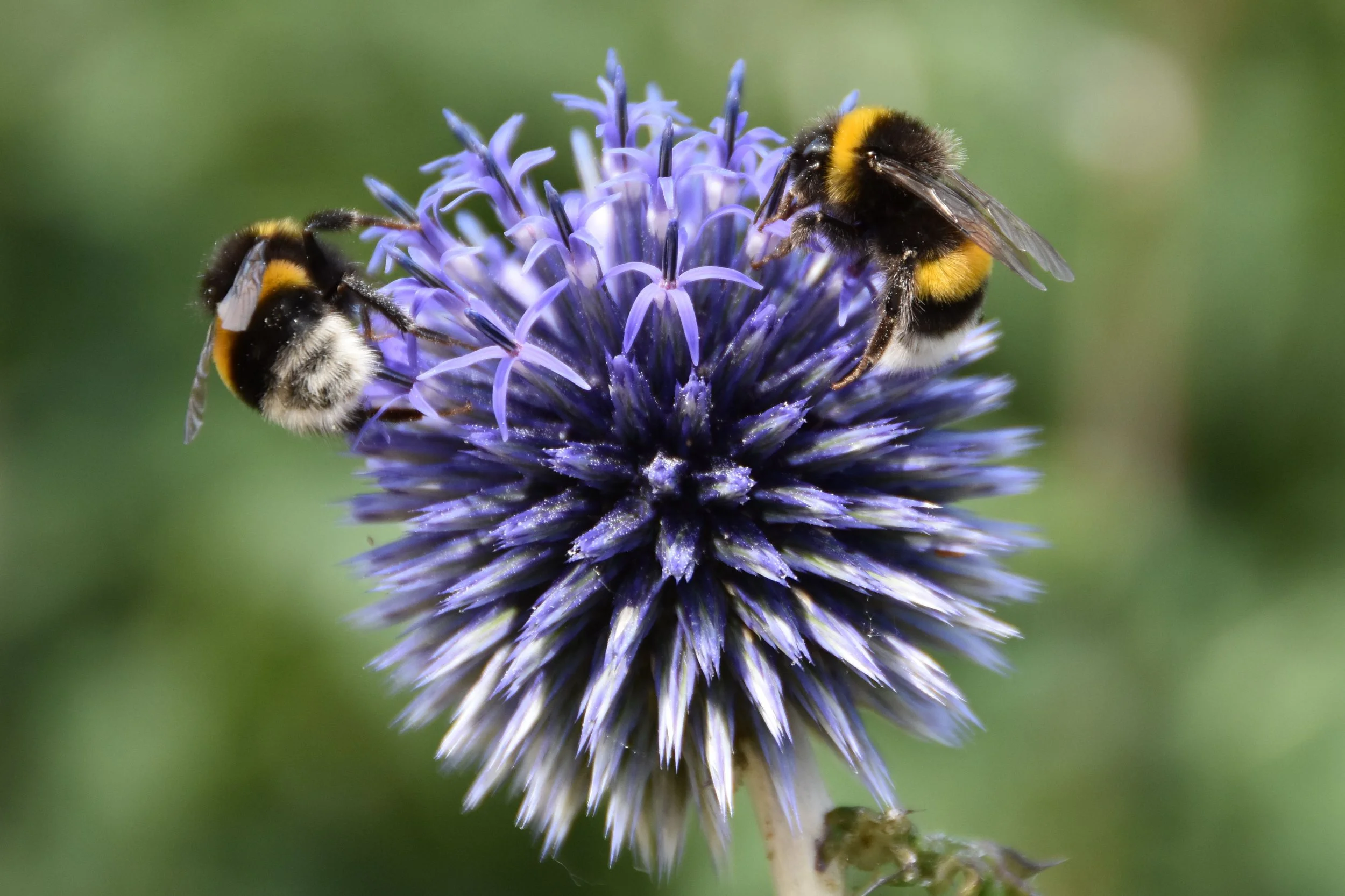 echinops.jpg