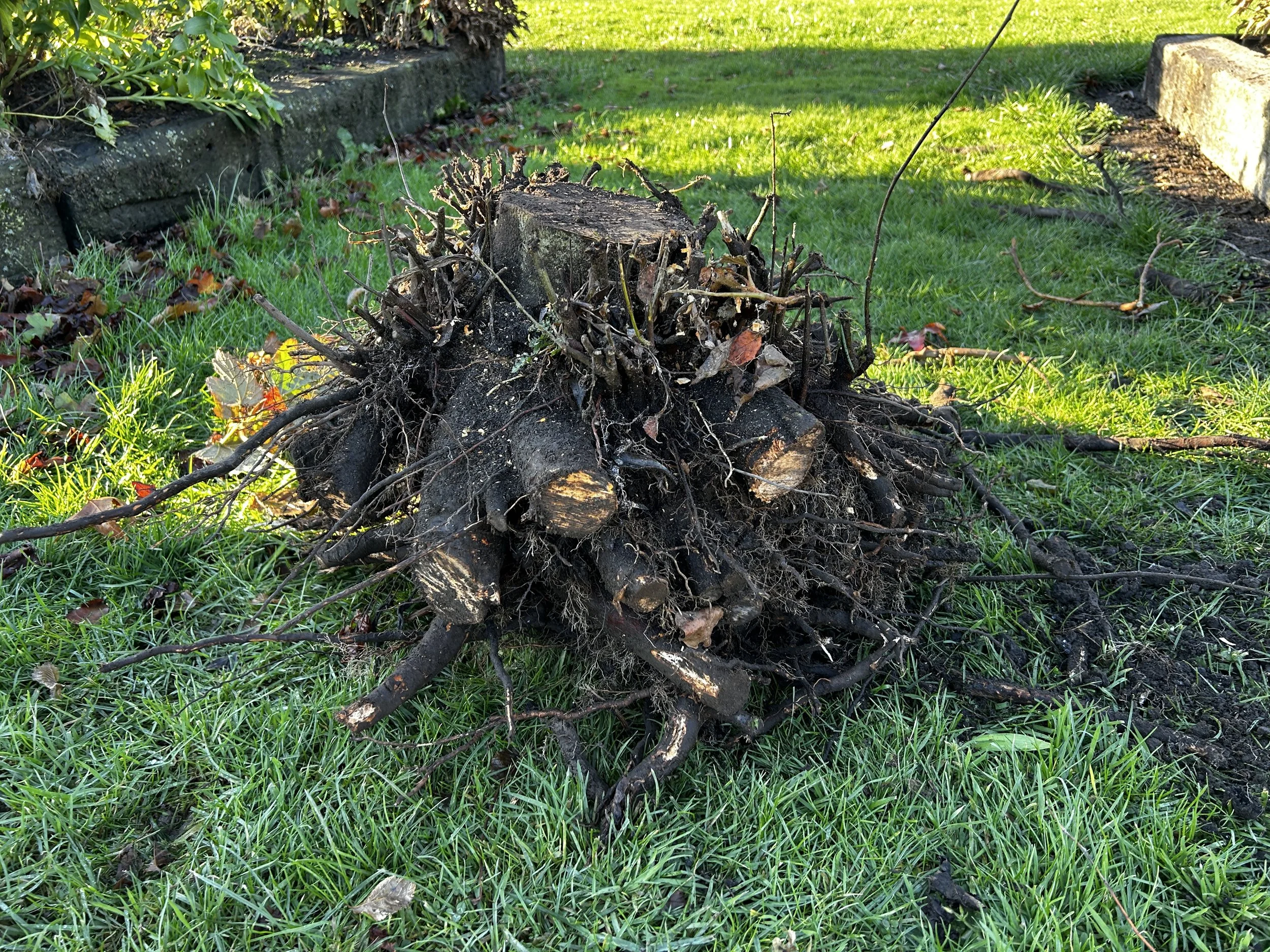 stump3.JPG