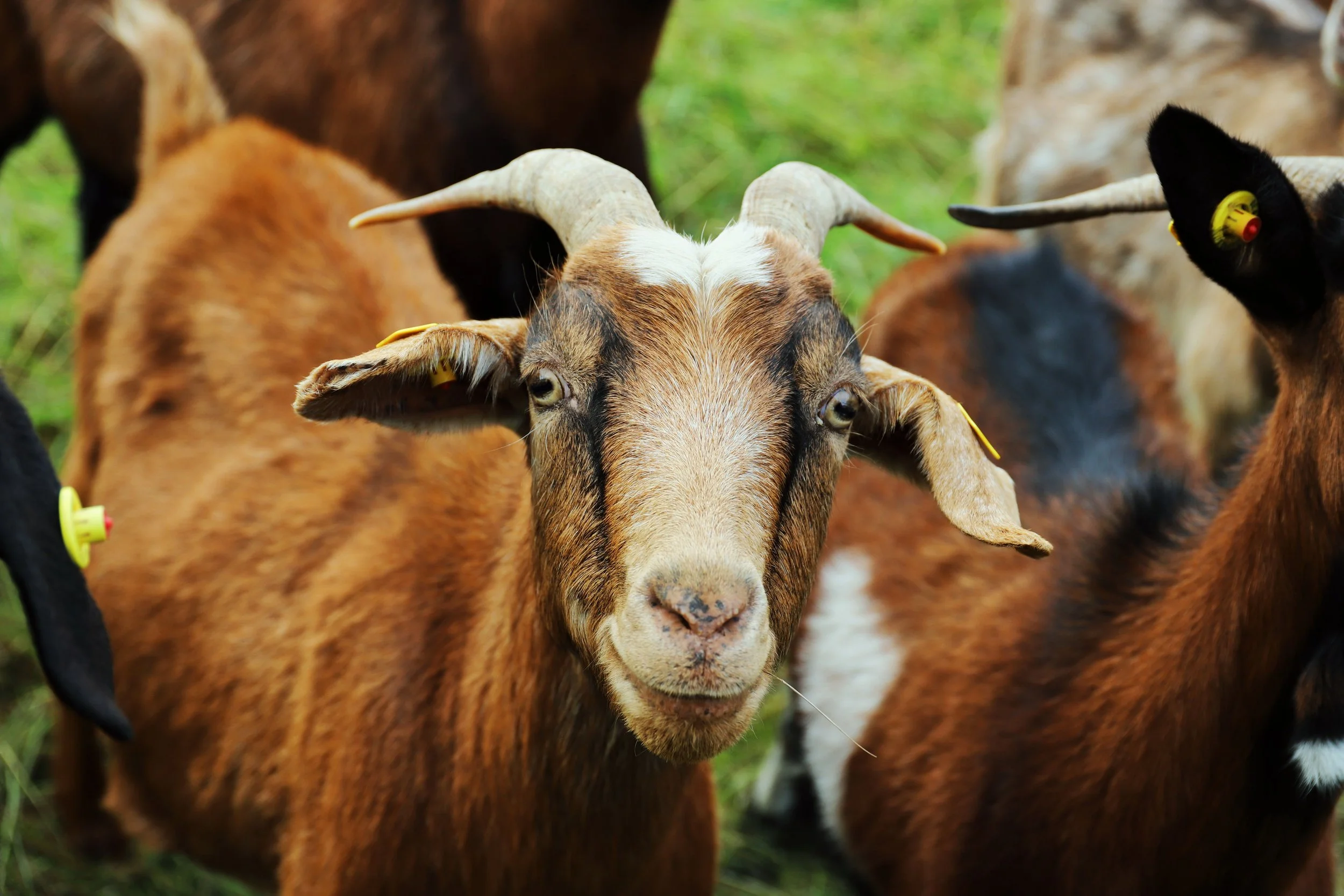 goats4.jpg