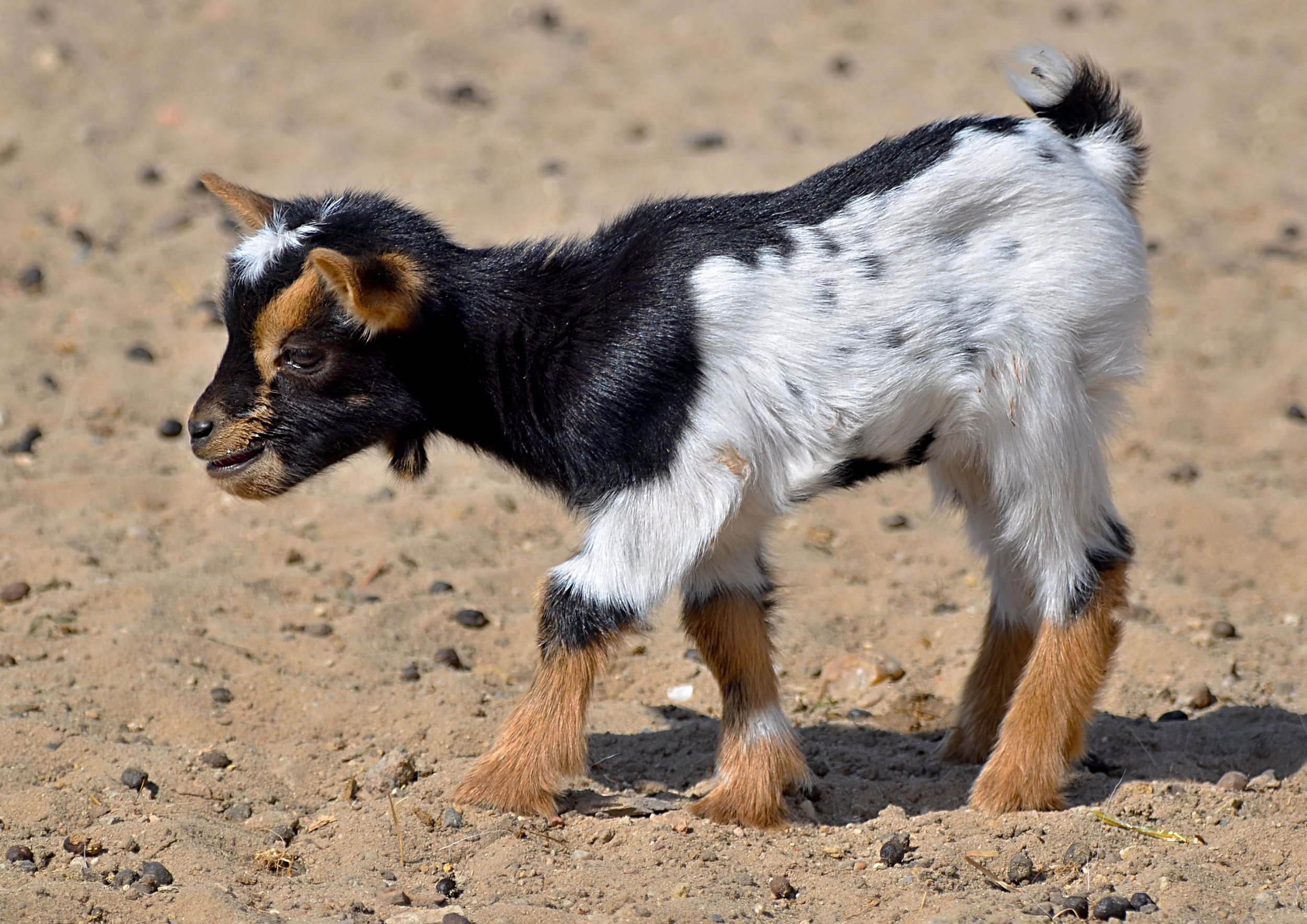 goat4.jpg