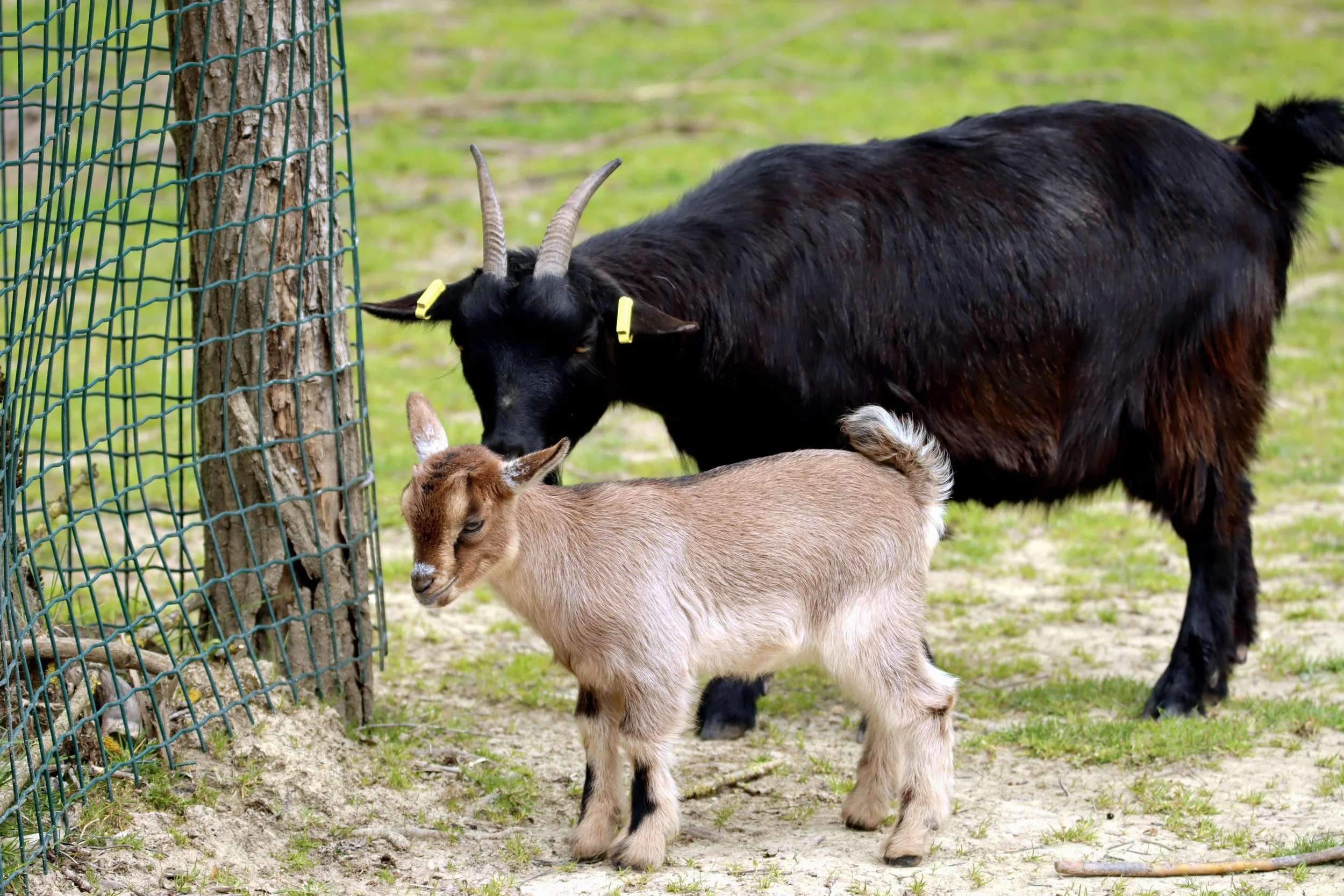 goats.jpg