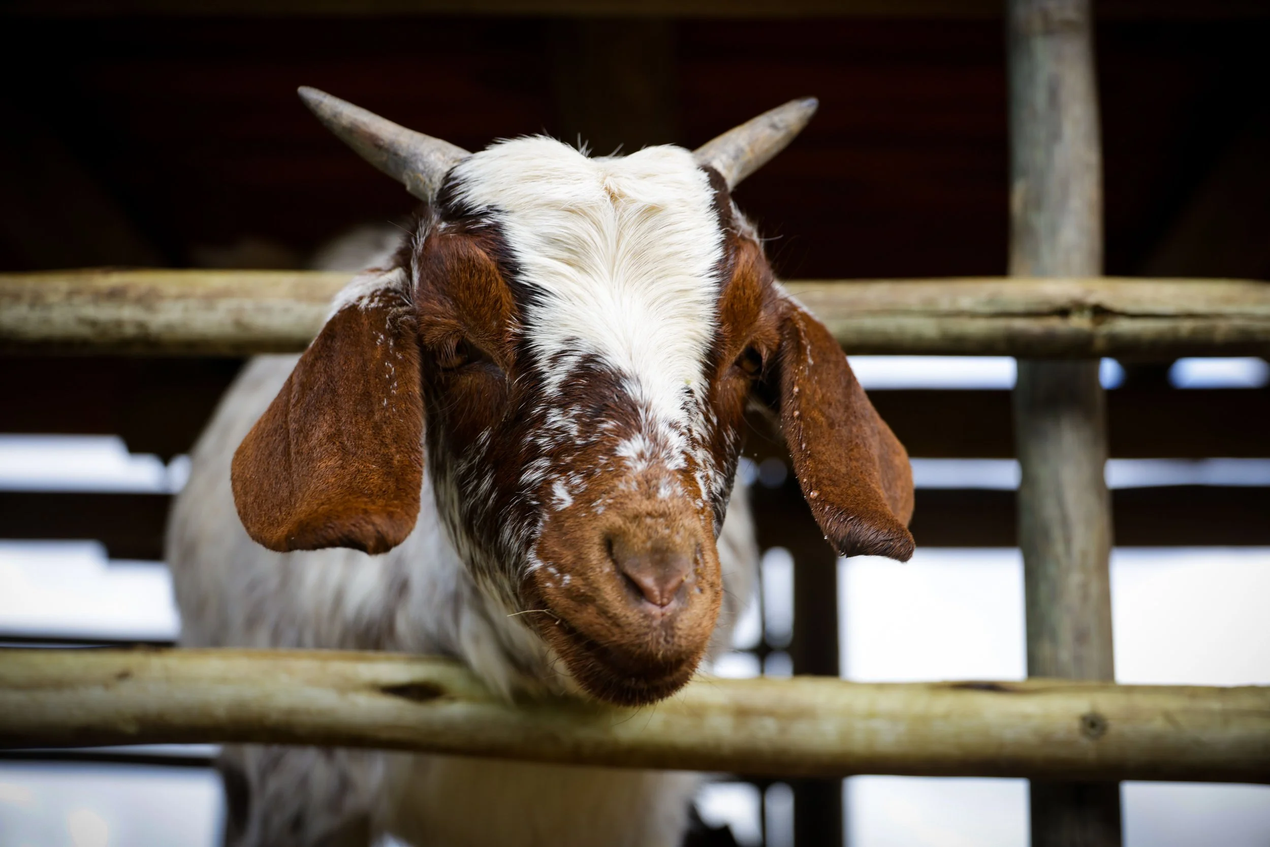 goat2.jpg