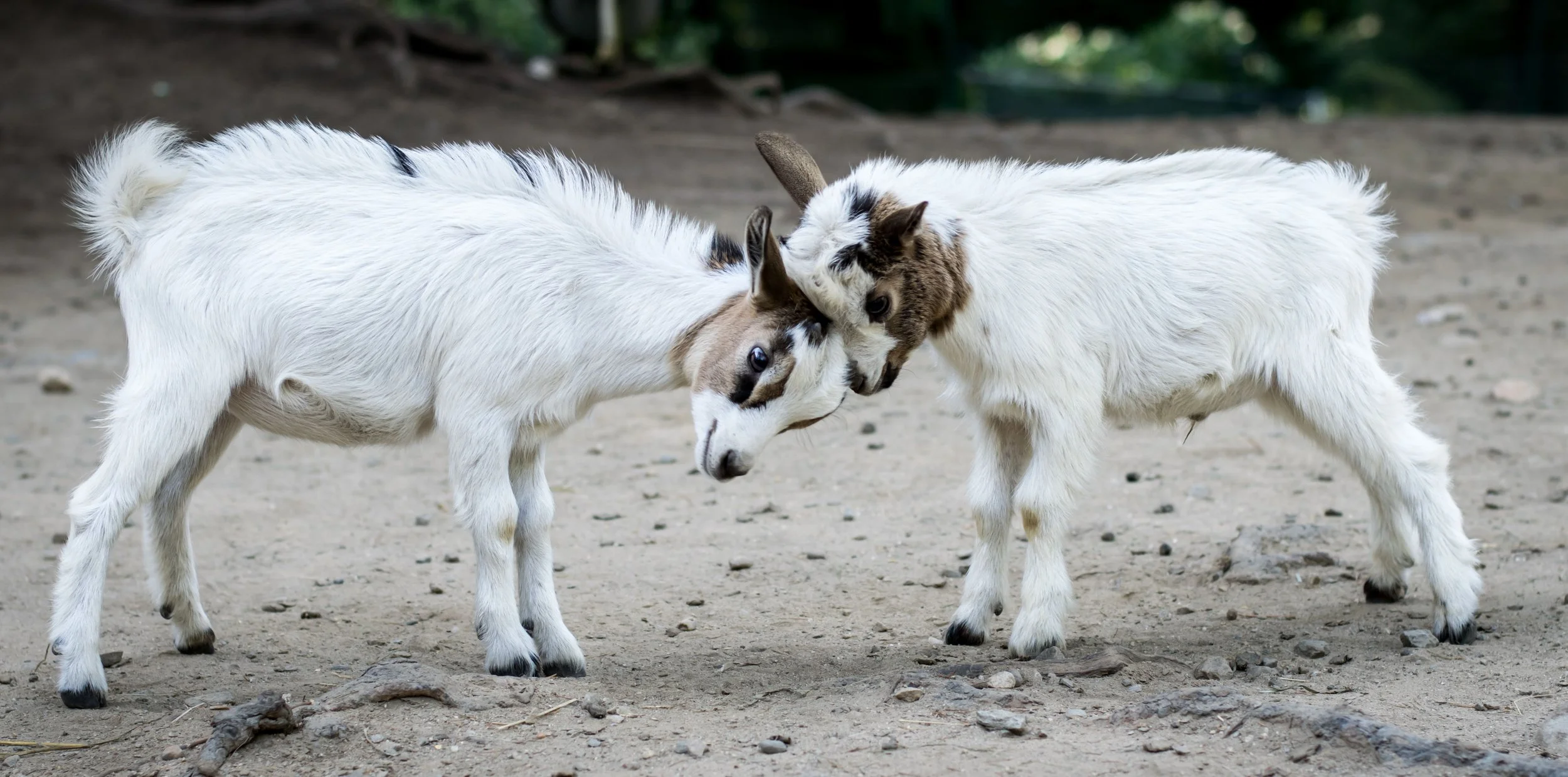 goats2.jpg