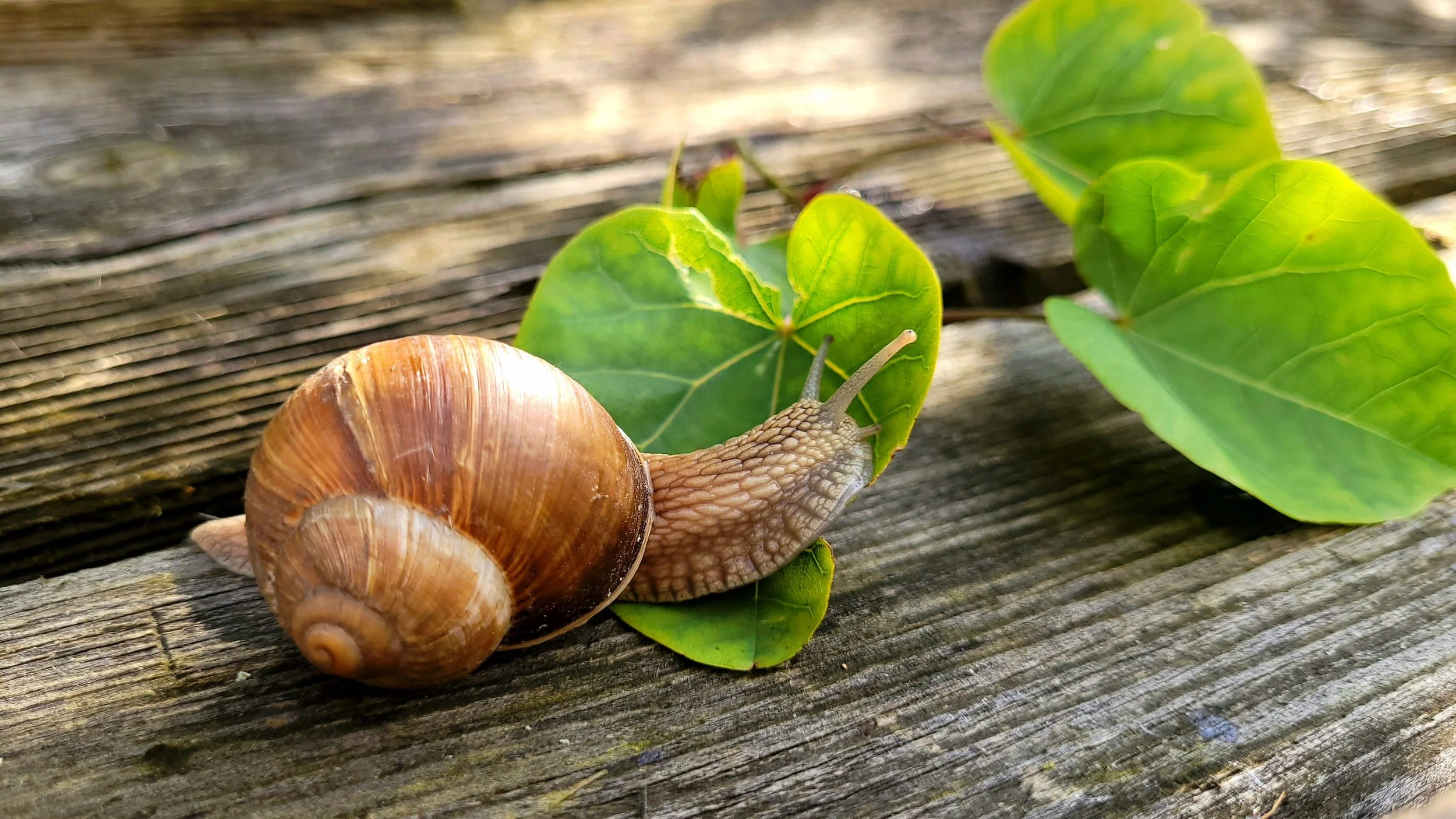 snail2.jpg