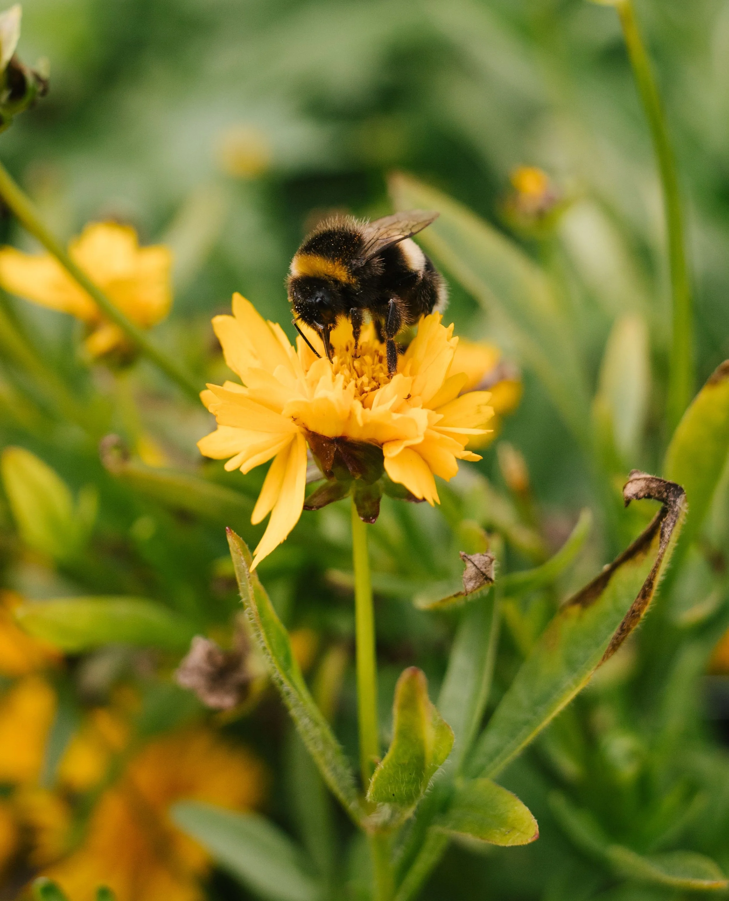 bumblebee.jpg