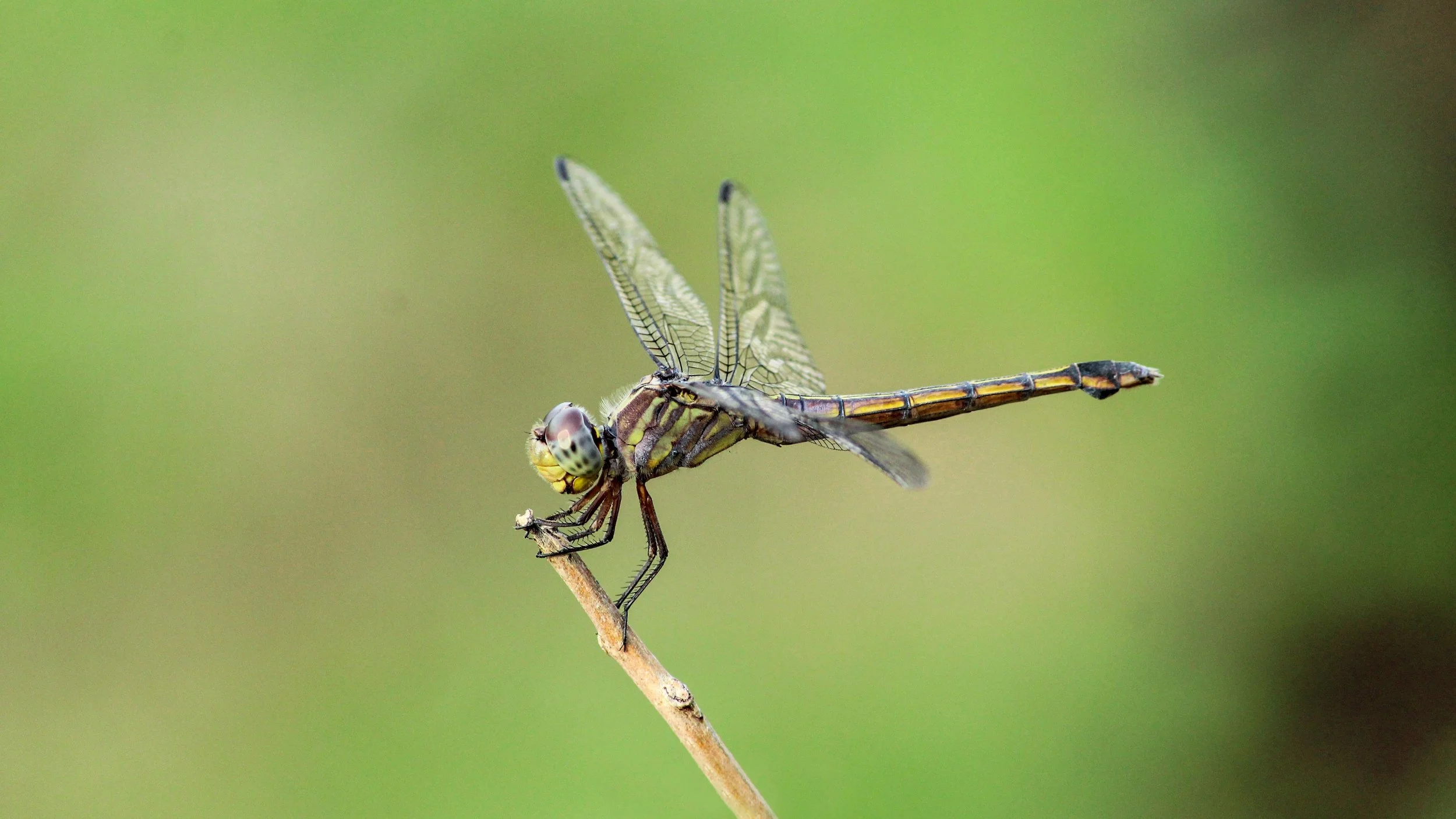 dragonfly2.jpg