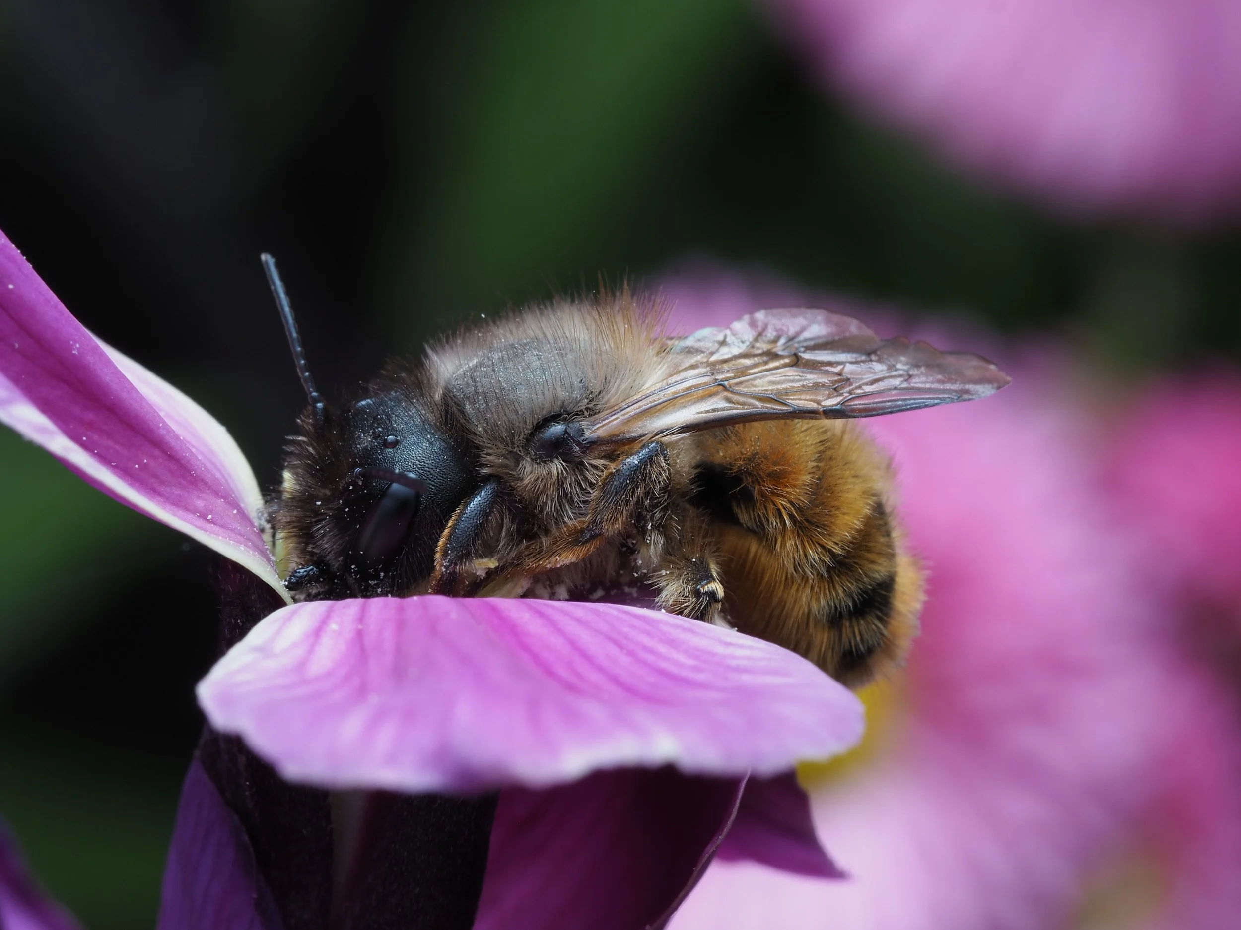 bumblebee3.jpg