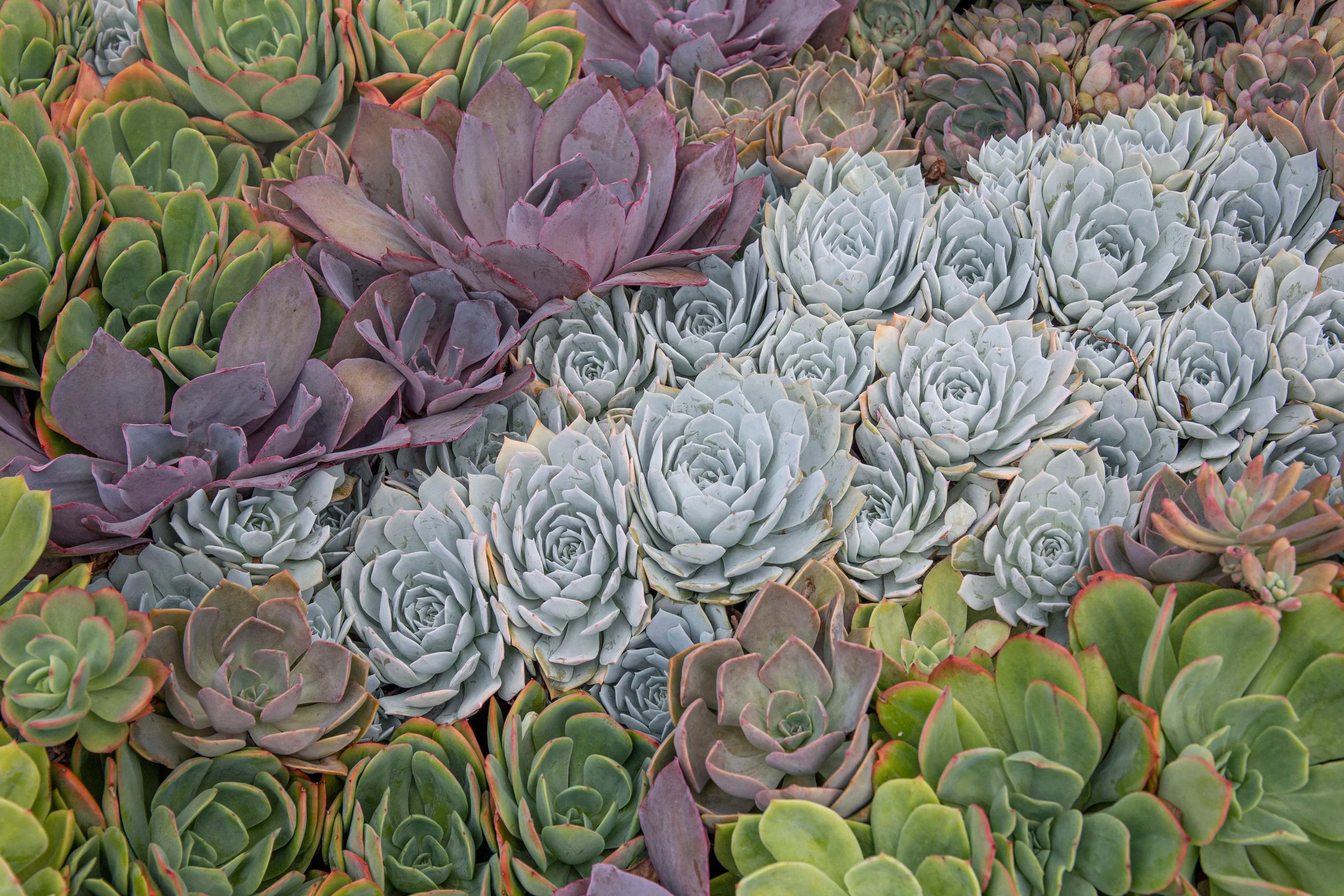 succulents.jpg