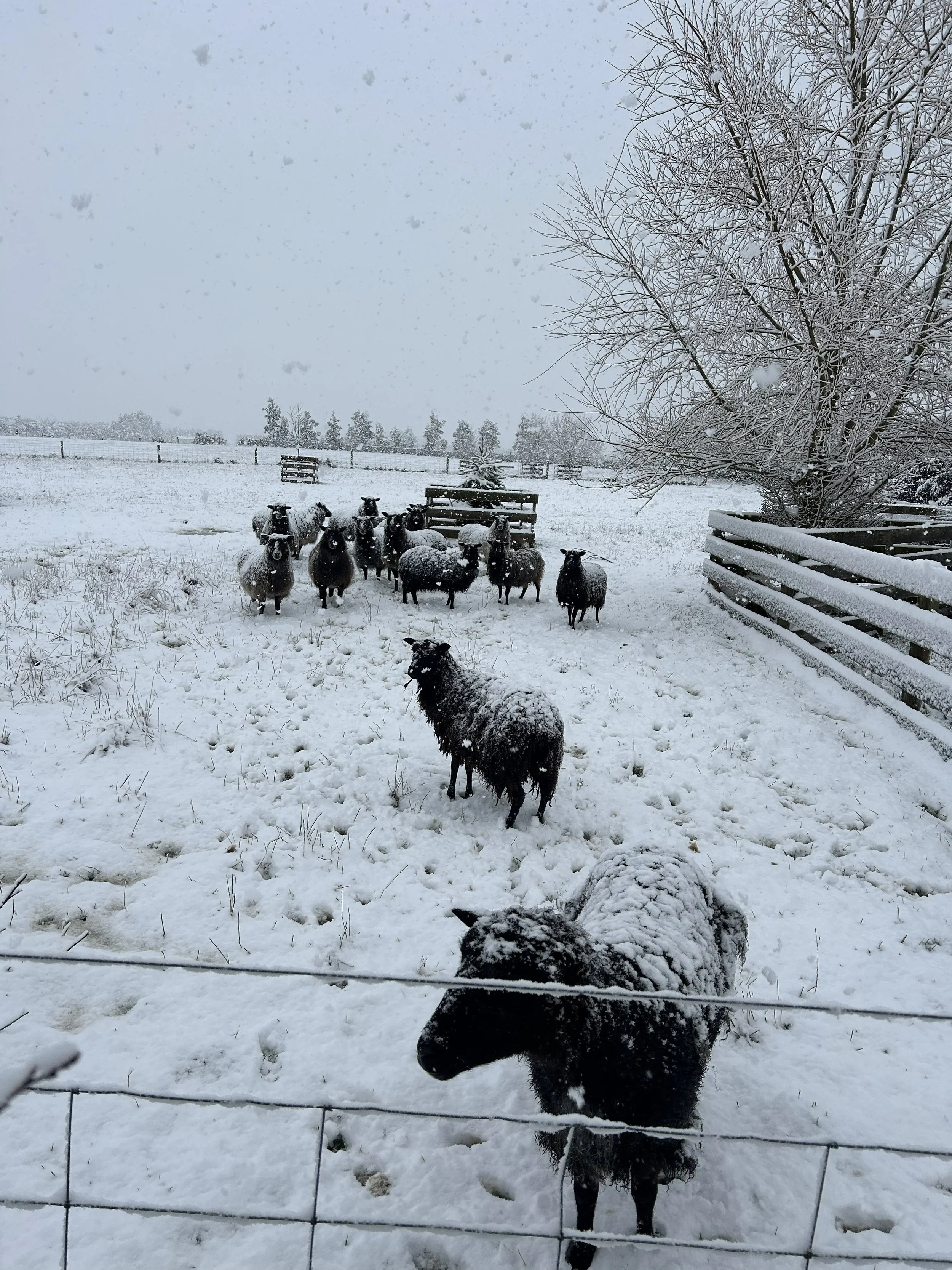 sheep.jpeg