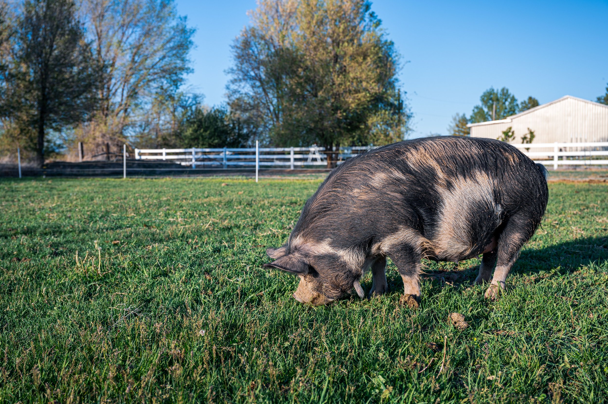 kunekune3.jpg
