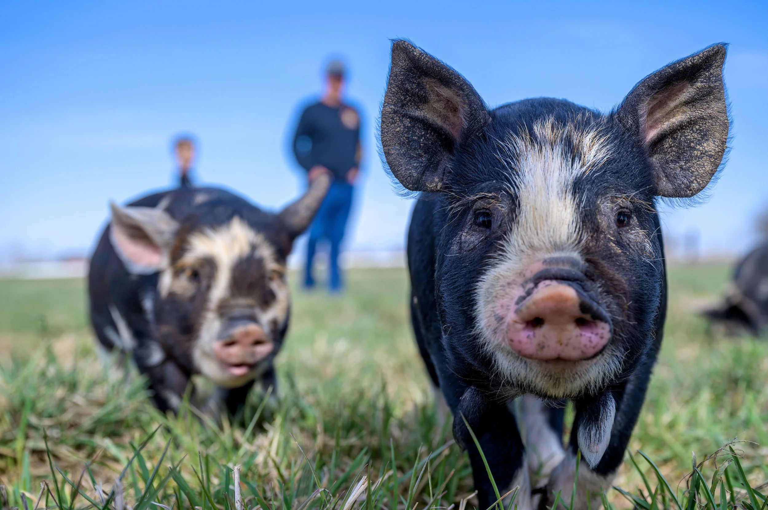 kunekune.jpg