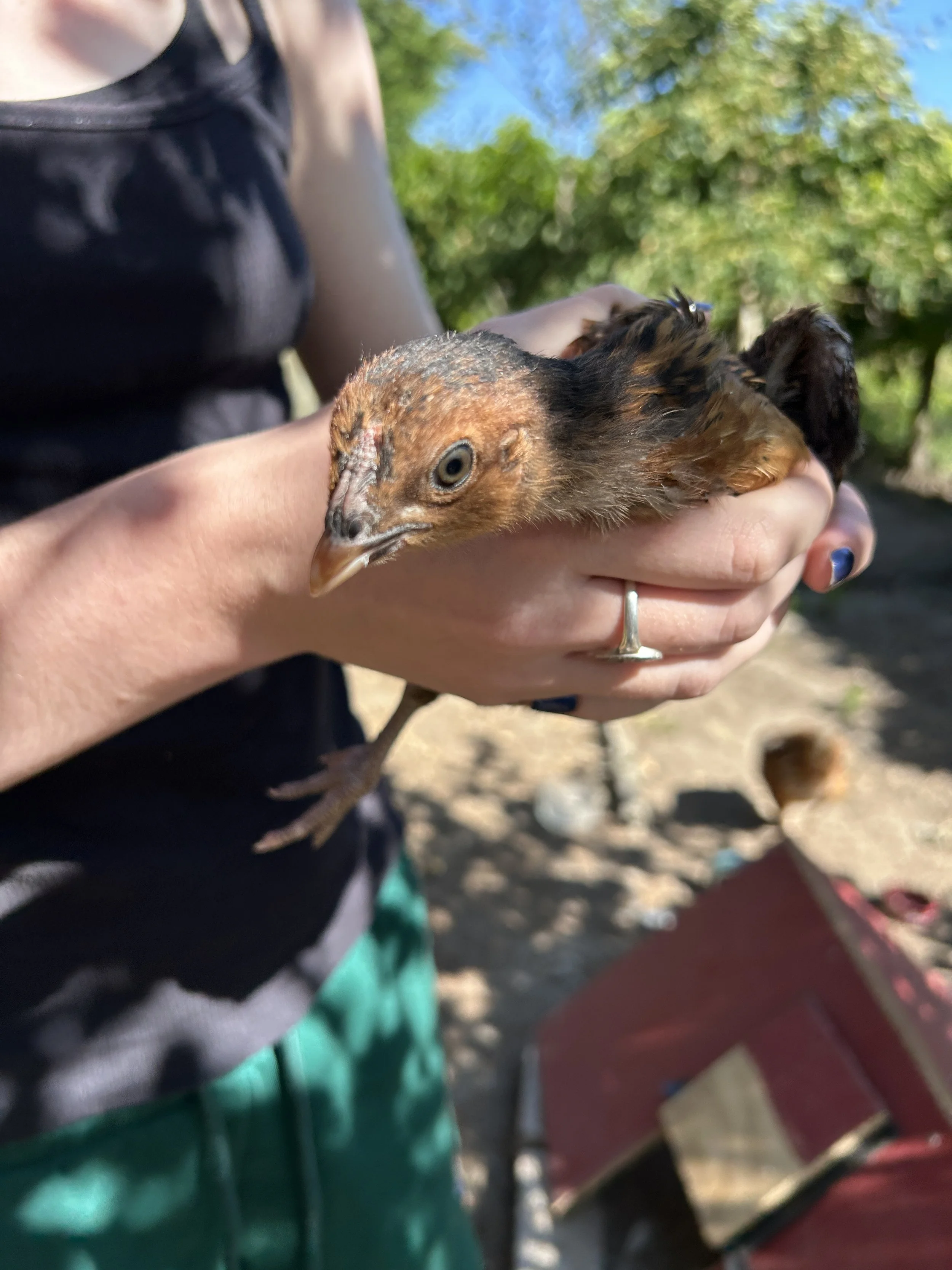 Chick.JPG