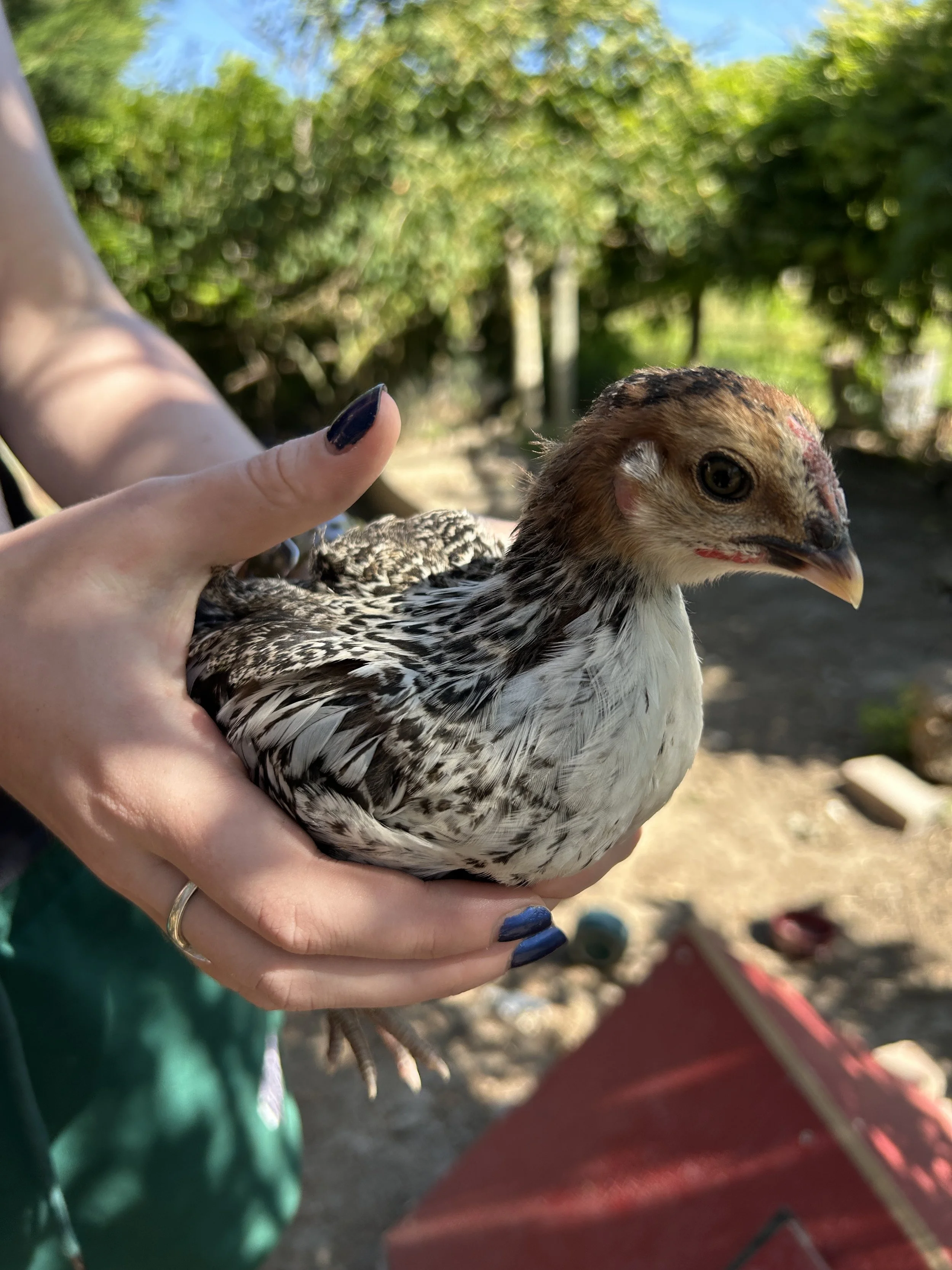 Chick2.JPG