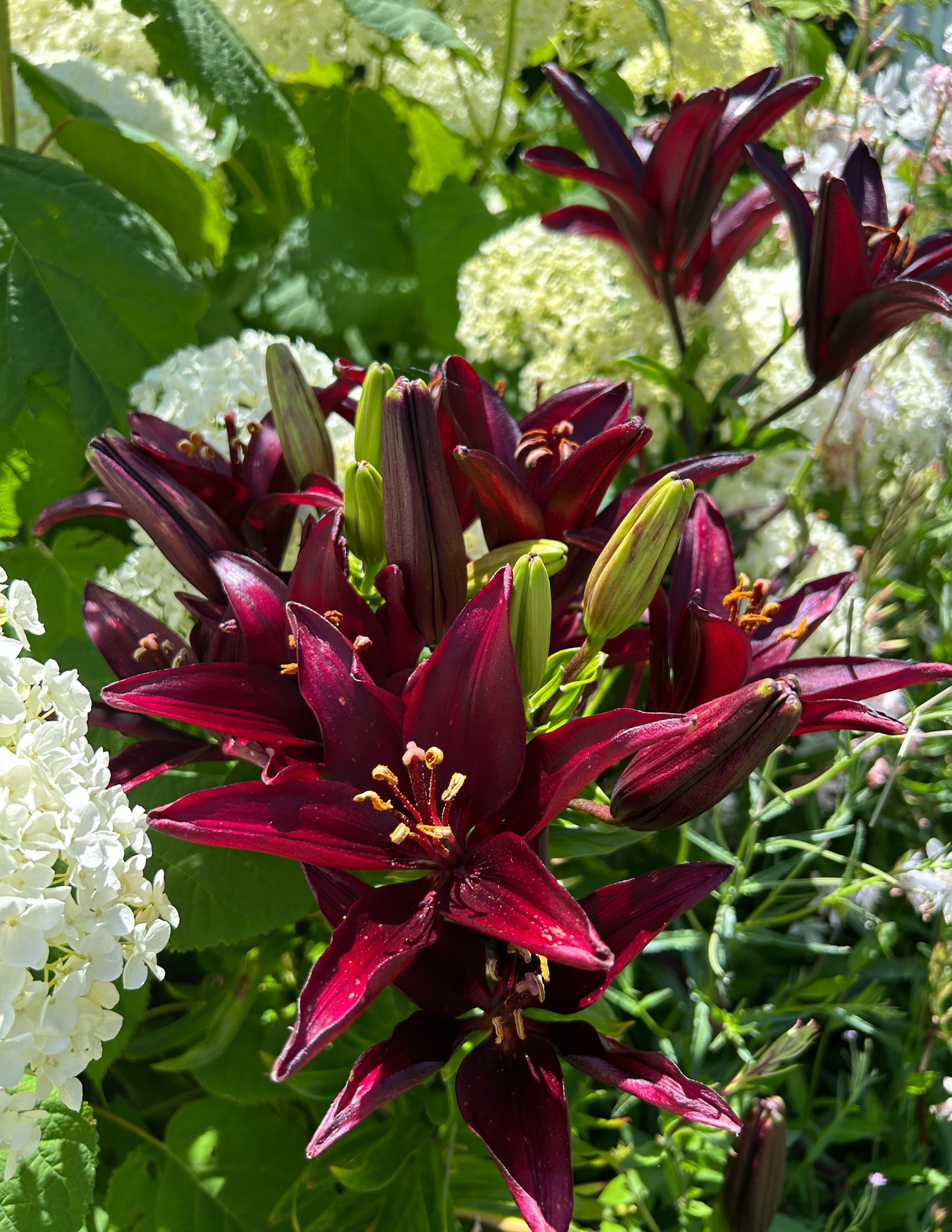 Lily Landini surrounded by Annabelle hydrangea.