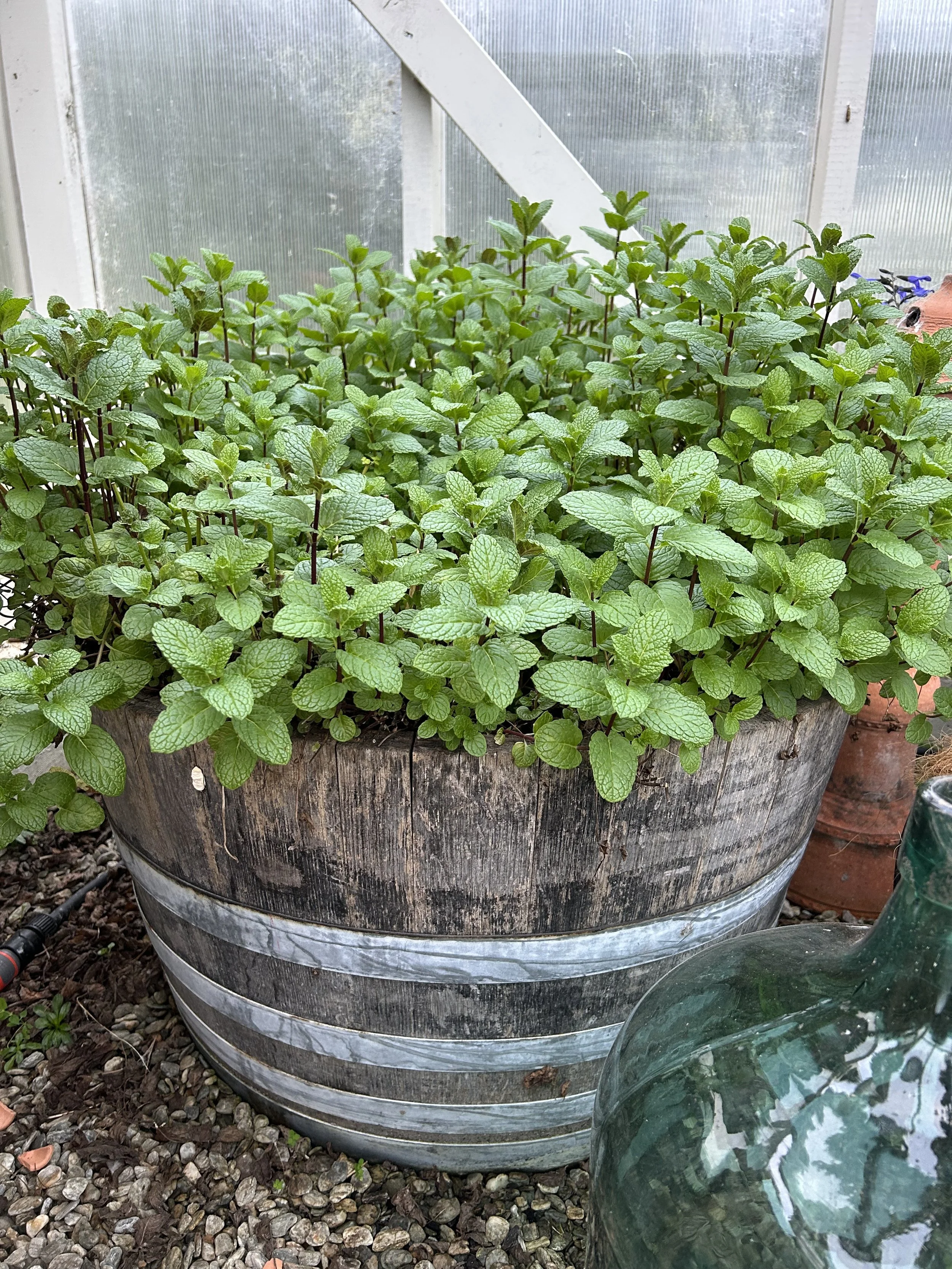 Mint is a powerhouse for pest deterrence, repelling ants, aphids, flea beetles, and cabbage moths with its pungent oils. It grows aggressively, so it’s best kept in containers near crops. Mint’s flowers draw in pollinators and hoverflies, the latter 