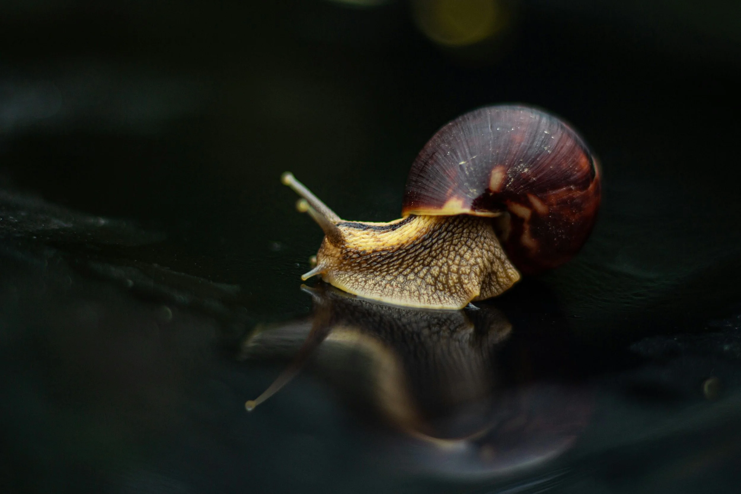 SNAILS - 

Much the same as slugs. They love eating juicy, tender, new foliage and come out in droves at night. 

SOLUTION - The same as for slugs.  
