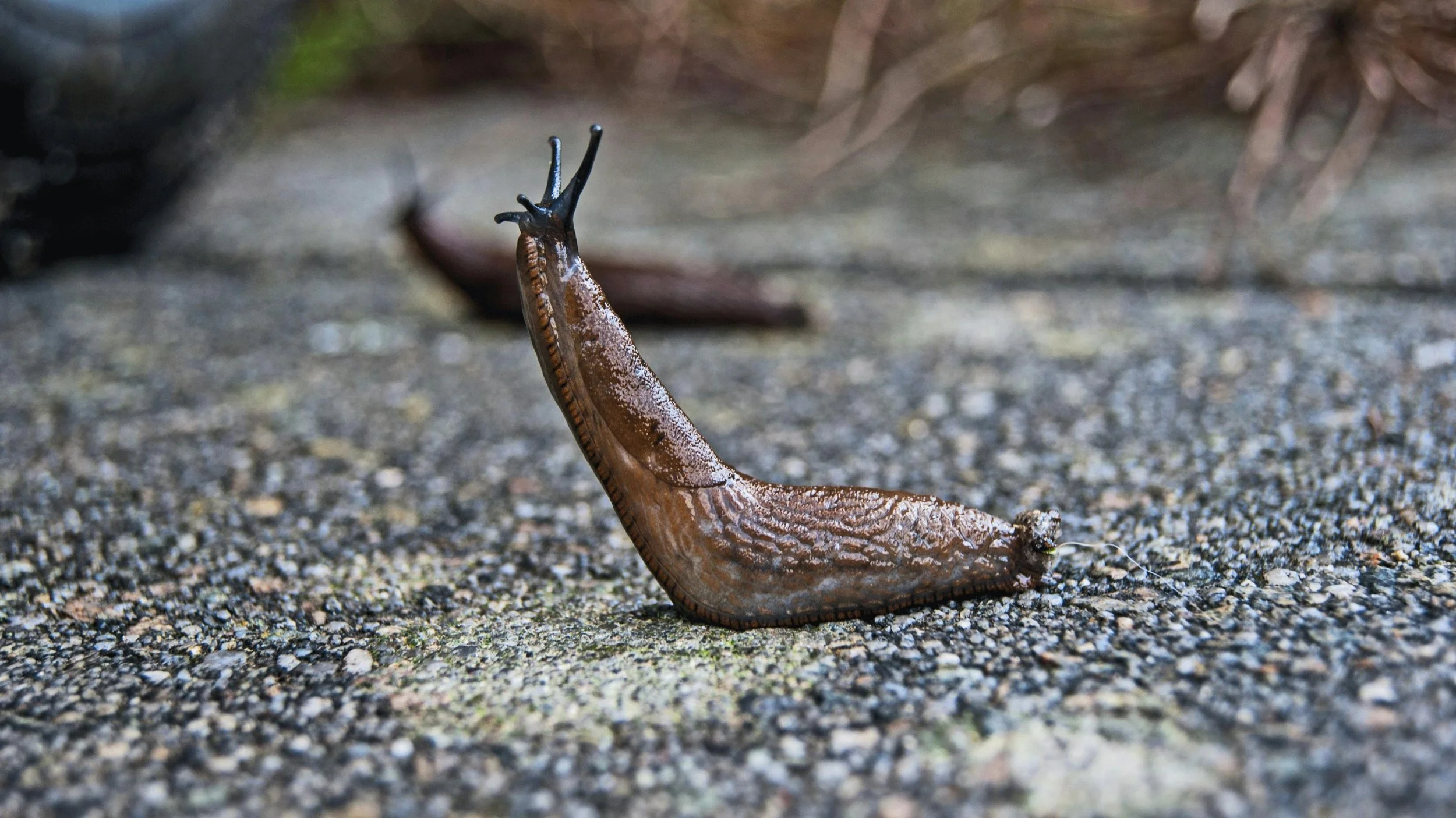 SLUGS - 

Night-time grazers that devour seedlings and tender foliage.  Slimy little critters!

SOLUTION - 

Beer traps (beer in shallow dishes - attracts them and they drown), collect or squash by hand at night, or use pet-safe slug pellets.

These 