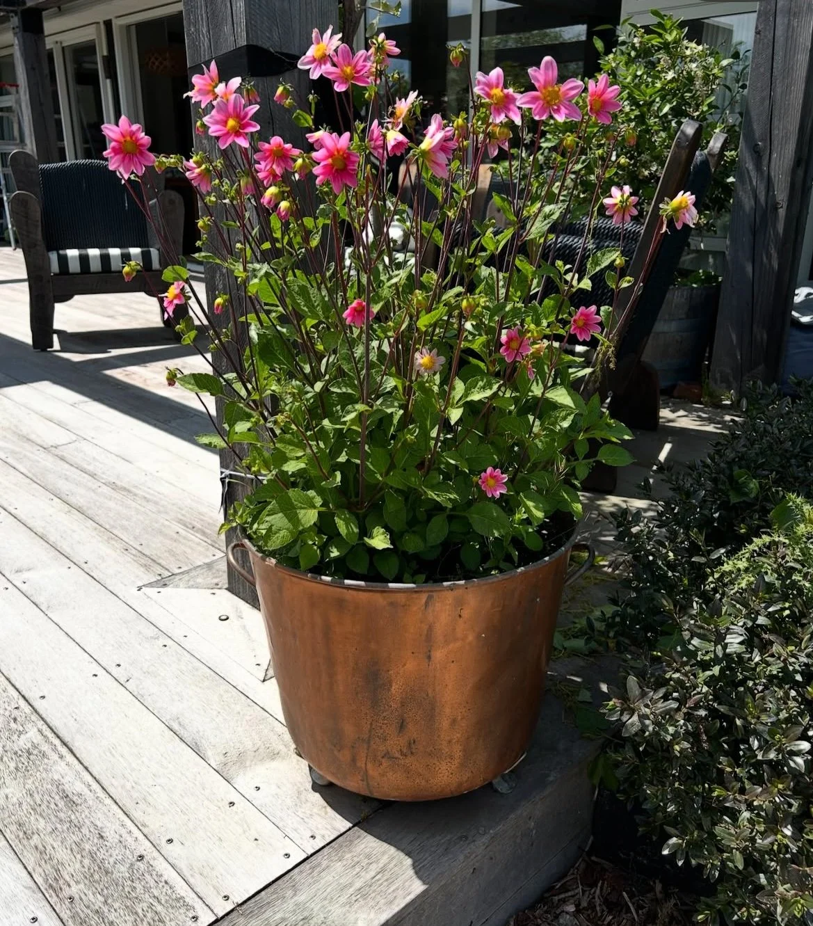 Planter with a dahlia that I cannot remember the name of.  