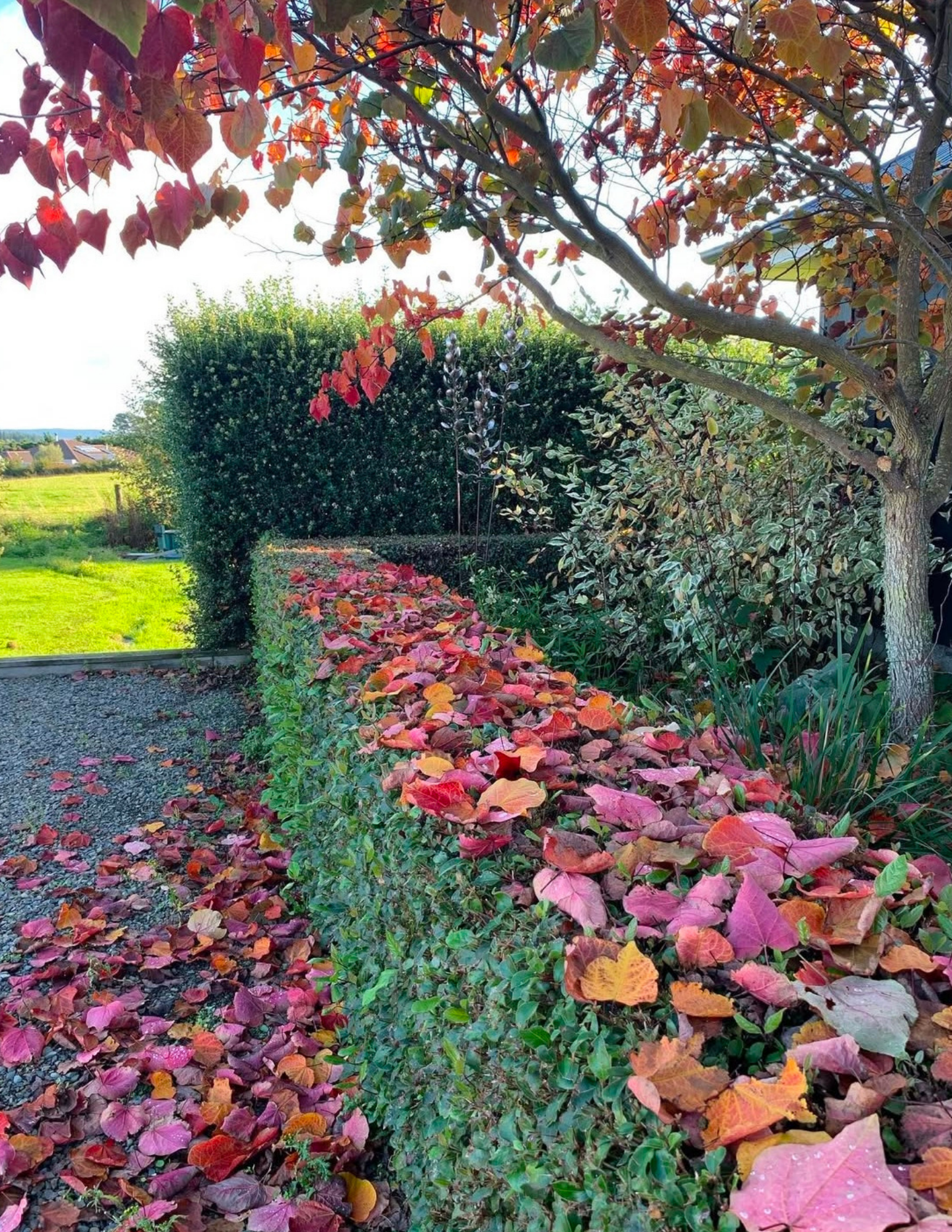 Cercis Canadensis Forest Pansy trees in autumn.  The low hedge is Viburnum Emerald Beauty and the taller hedge to the back is Escallonia.