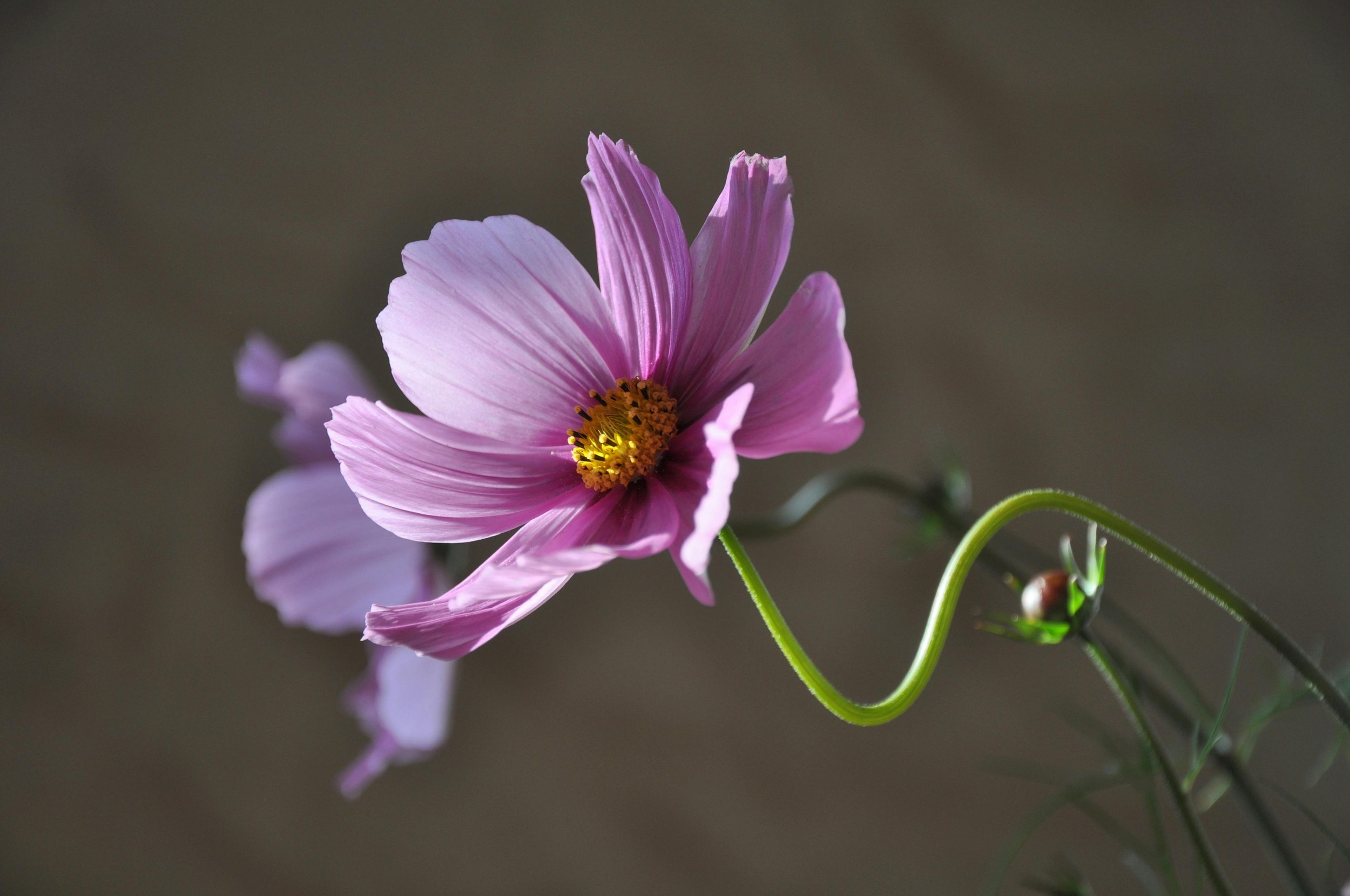COSMOS - airy, daisy-like flowers that add lightness and movement. They bloom from summer through to autumn, until frosts start.  Propagation is best by sowing seed direct in spring.  They're quick germinators.