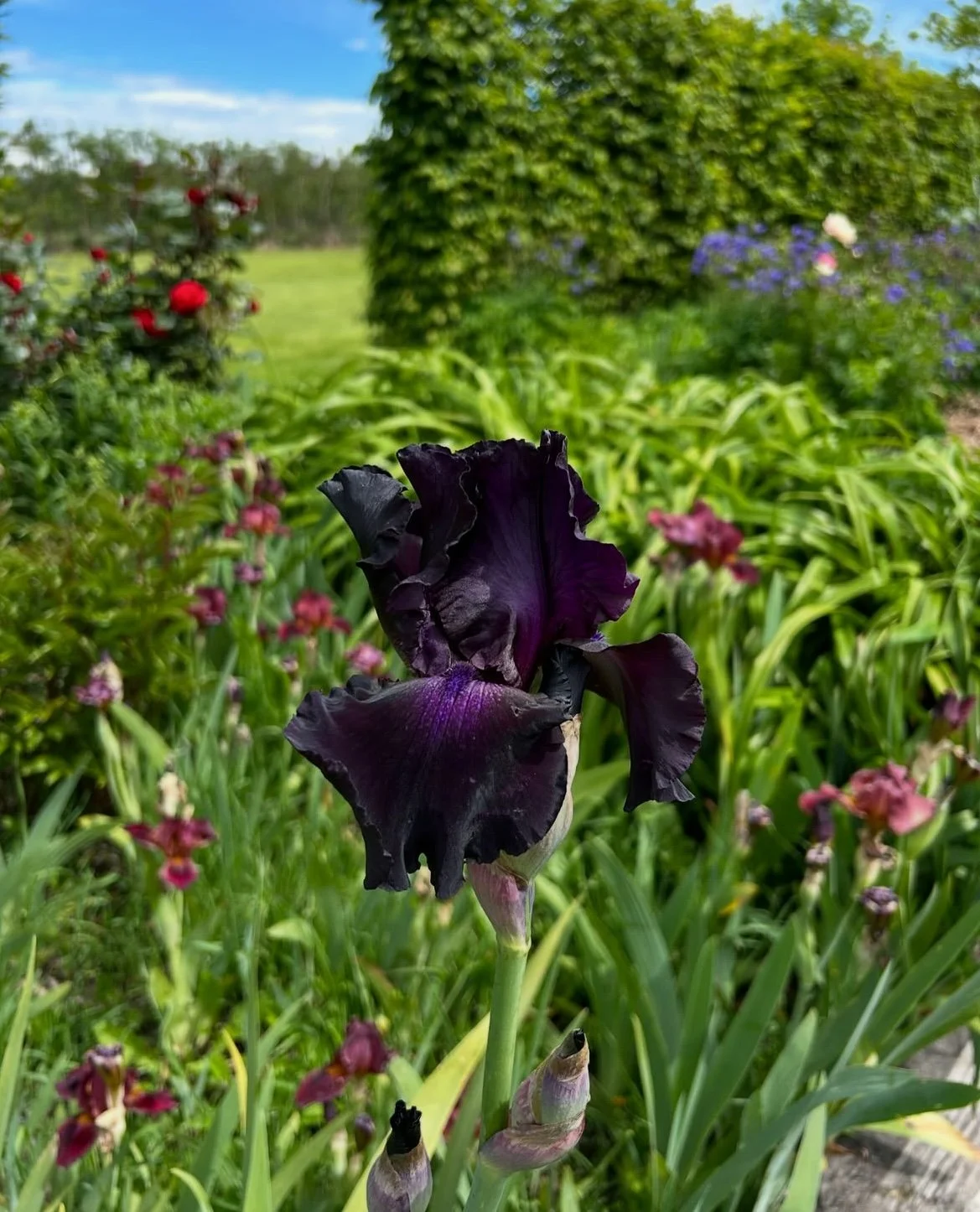 Unknown variety because it appeared from nowhere and I have no idea how it arrived. But I love it.  