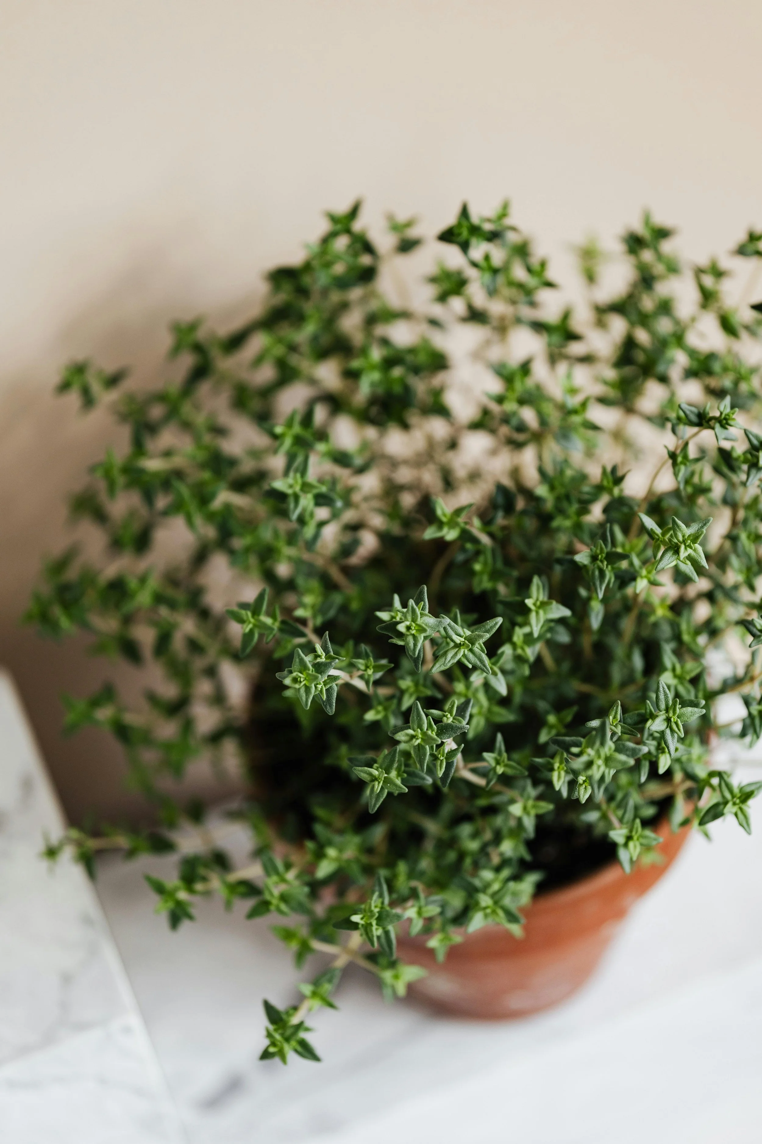Thyme repels cabbage worms, whiteflies, and tomato hornworms with its strong essential oils. It pairs well with brassicas to reduce pest damage. Thyme flowers draw in bees and parasitic wasps, while its low-growing habit serves as a groundcover, cons